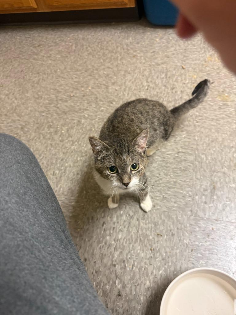 TRIPPY, Adoptable, Kitten Female Domestic Short Hair.