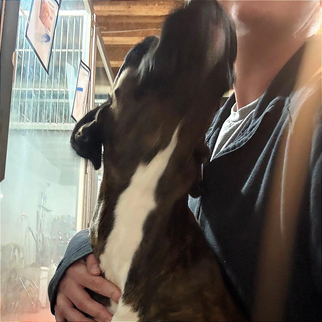 Lily — thumbnail 2