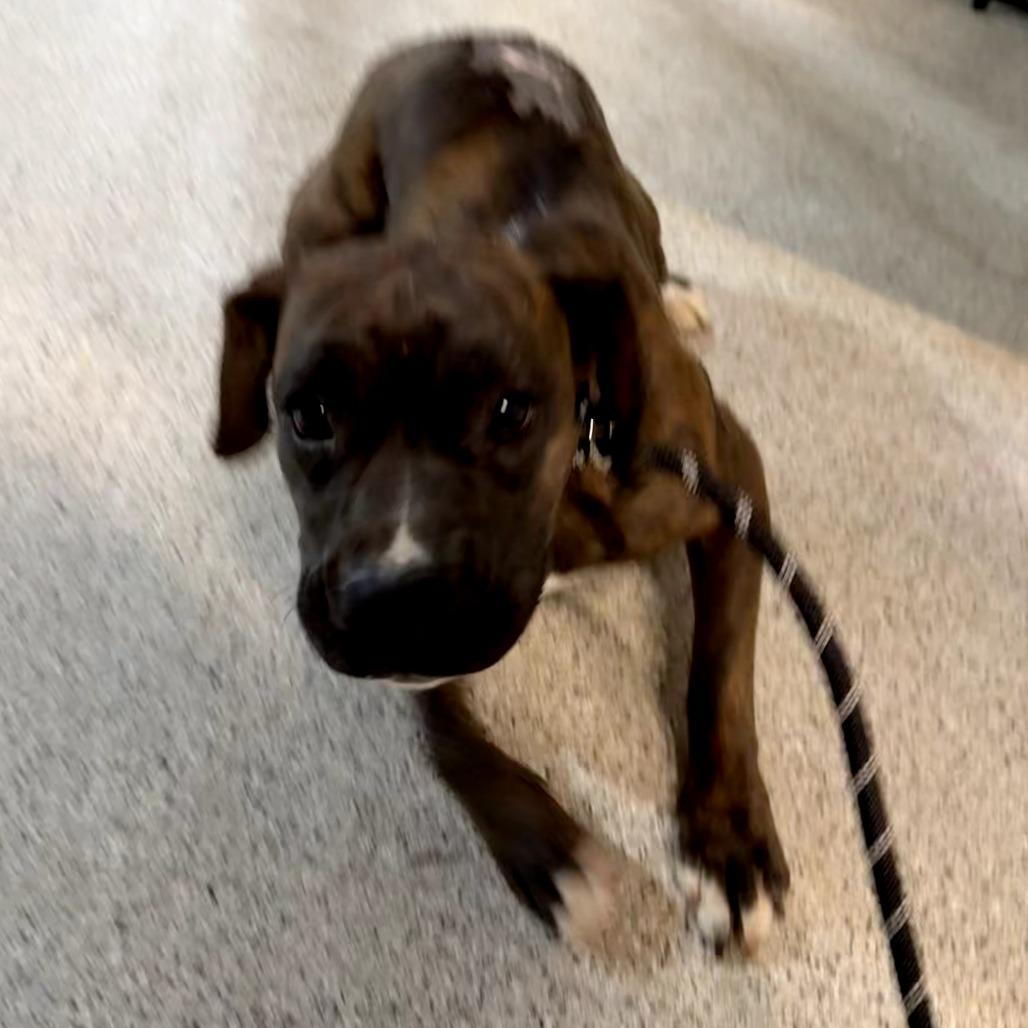 Lily — thumbnail 3