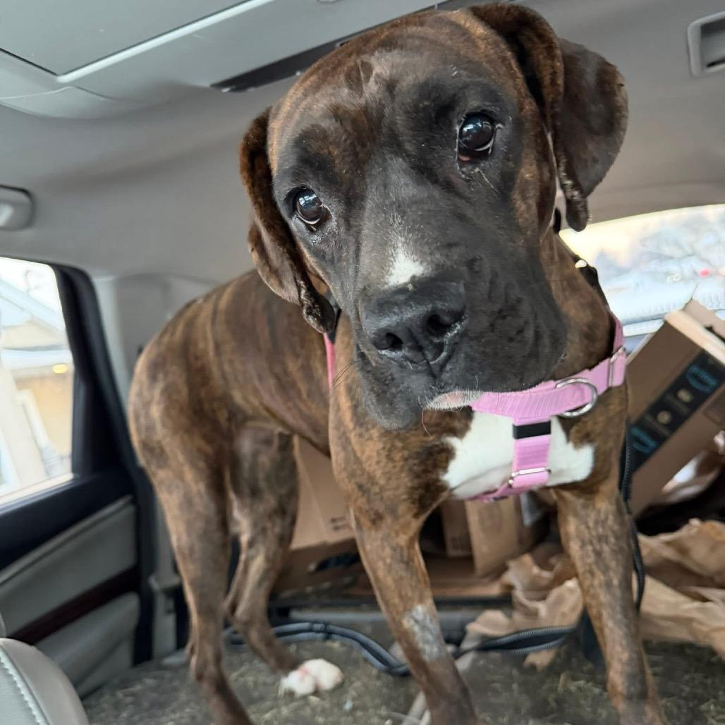 Lily — thumbnail 4