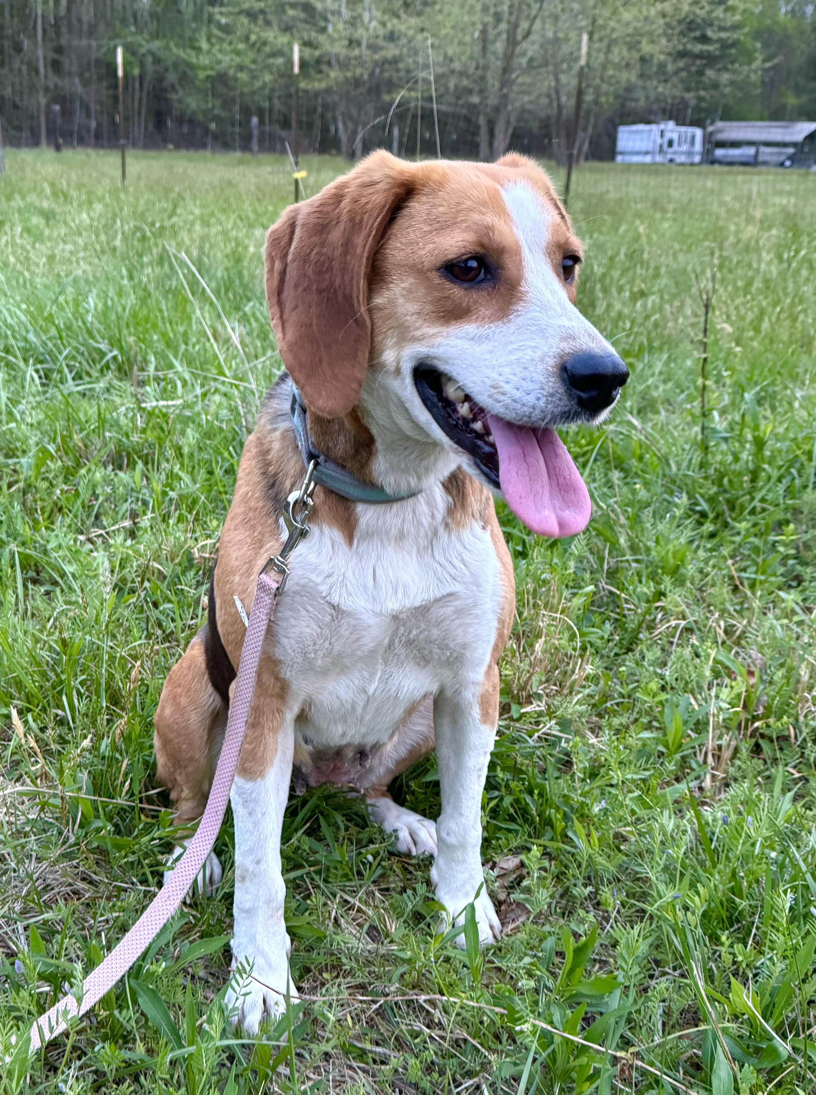 Clover, an adopted Mixed Breed in Chesapeake, VA image 2/5
