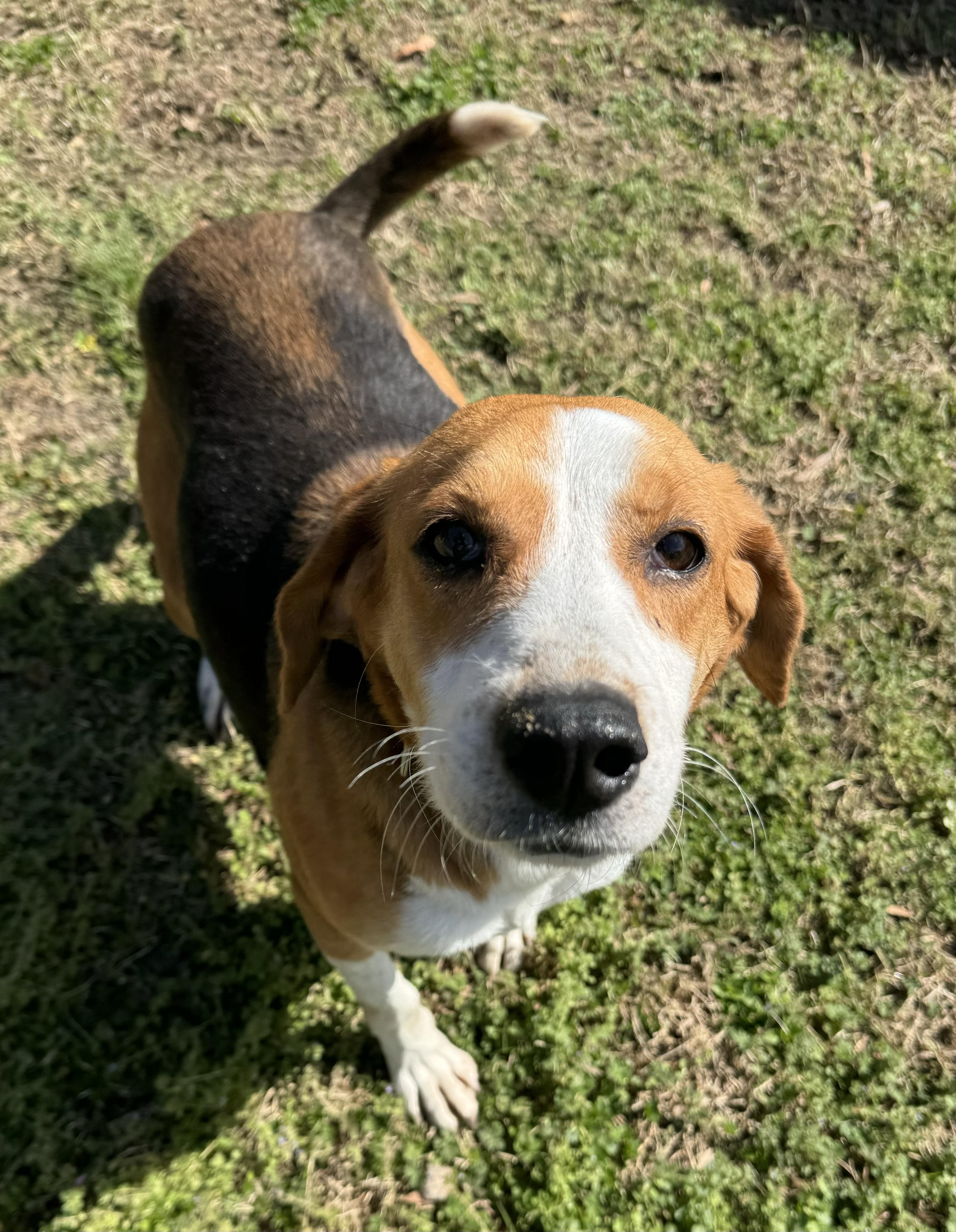 Clover, an adopted Mixed Breed in Chesapeake, VA image 4/5