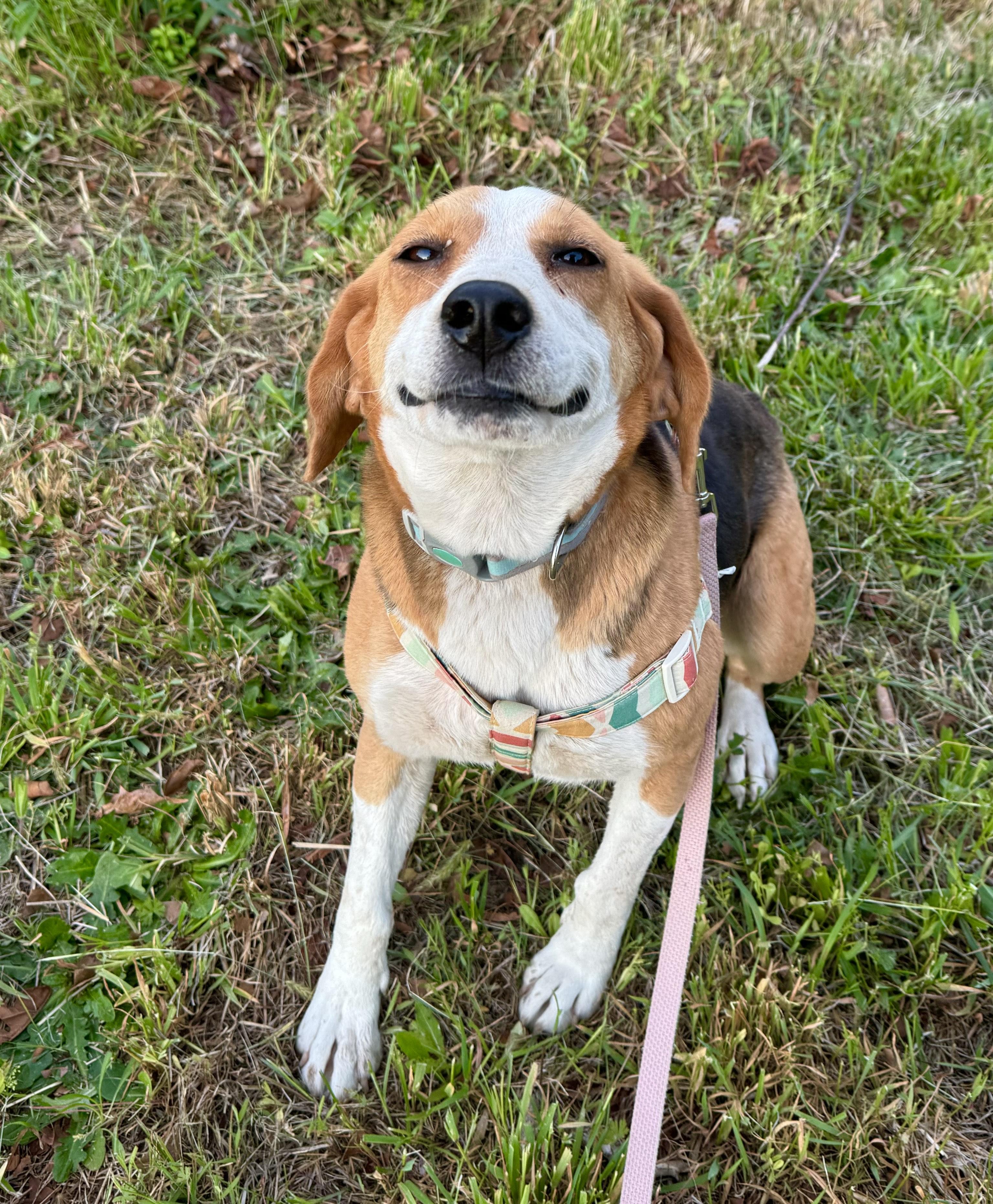 Clover, an adopted Mixed Breed in Chesapeake, VA image 1/5
