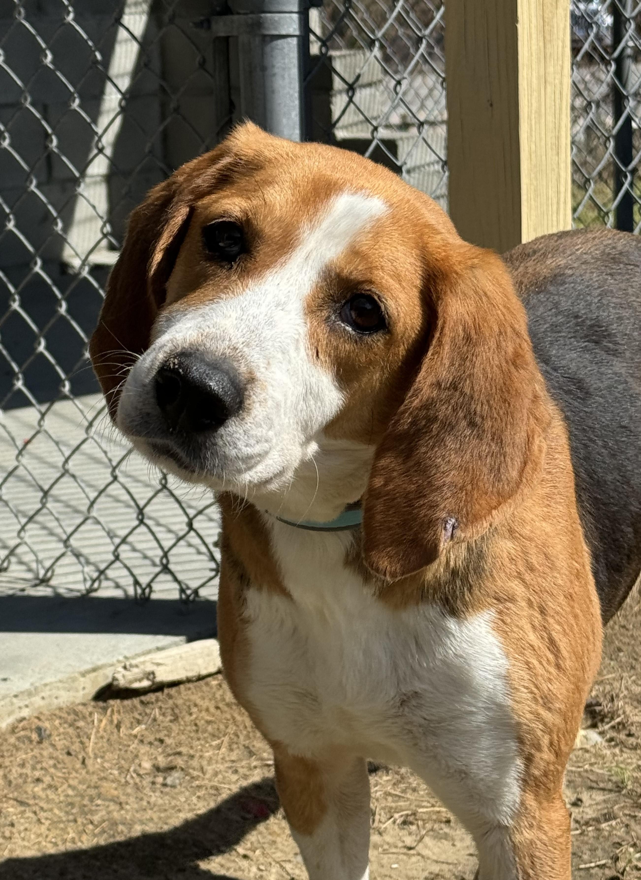 Clover, an adopted Mixed Breed in Chesapeake, VA image 3/5