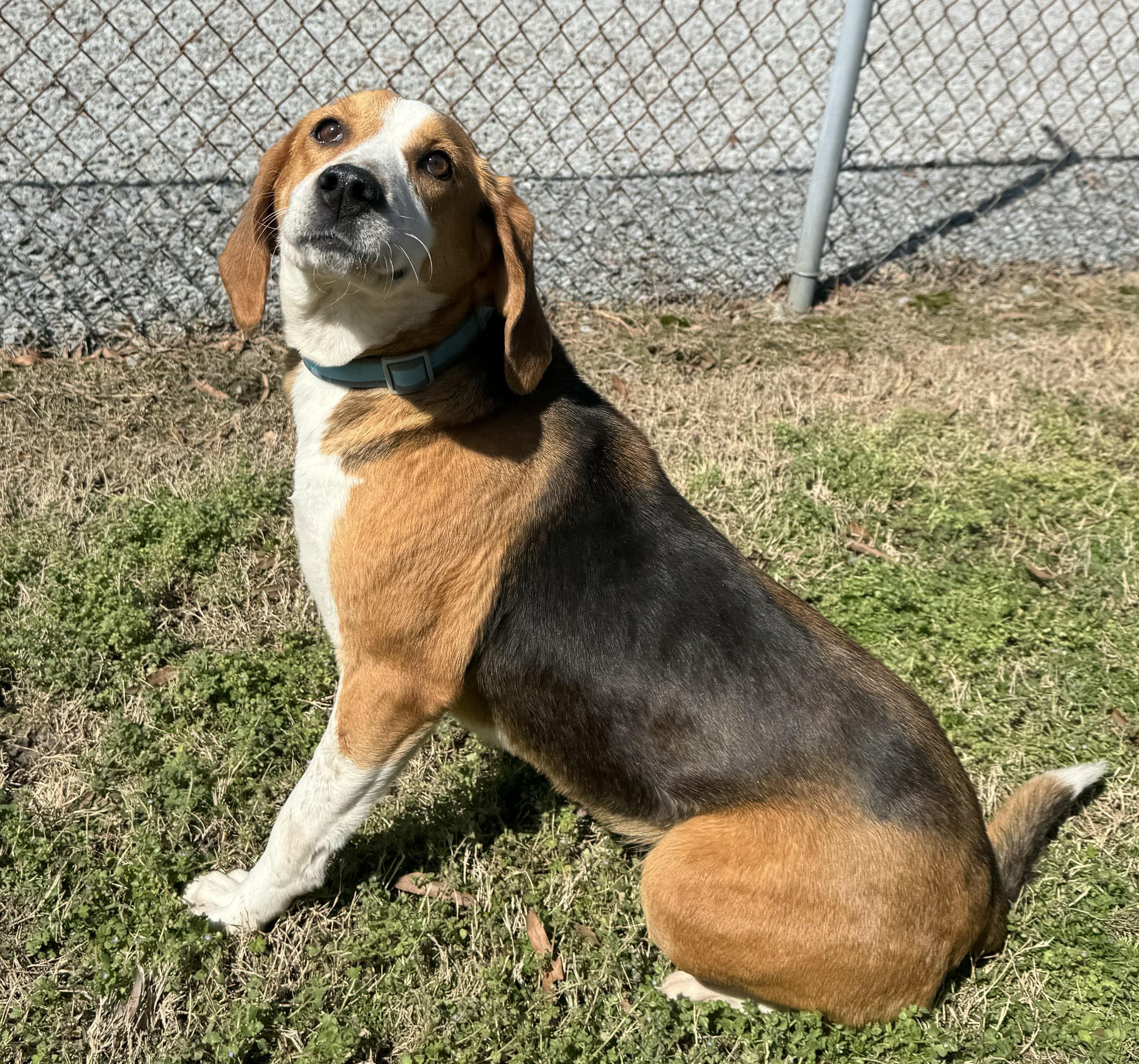 Clover, an adopted Mixed Breed in Chesapeake, VA image 5/5