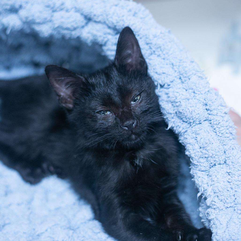 Alora, Adoptable, Kitten Female Domestic Short Hair.