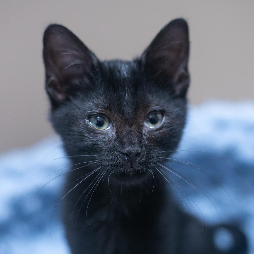 Alora, a Adoptable Domestic Short Hair in Ponte Vedra, FL image 2/4