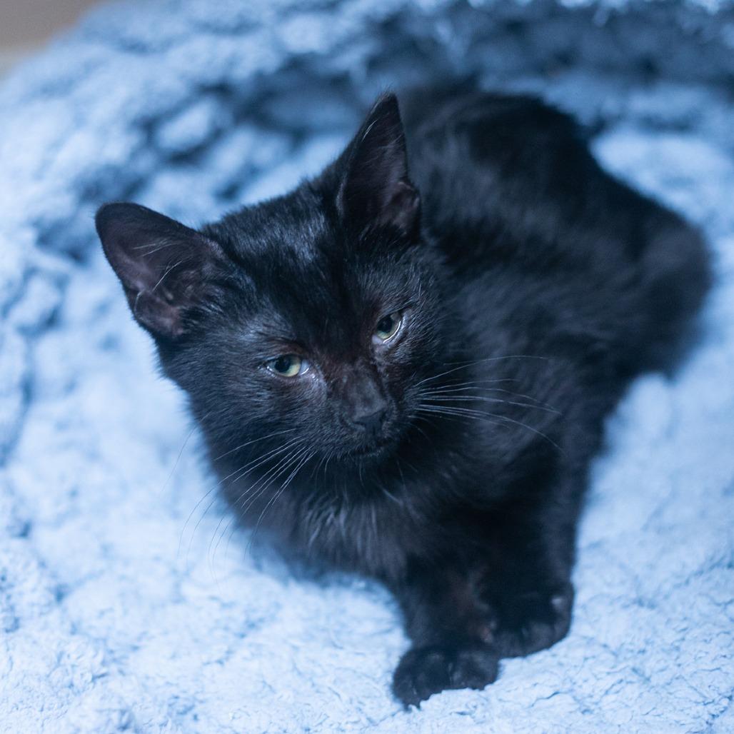 Alora, a Adoptable Domestic Short Hair in Ponte Vedra, FL image 3/4