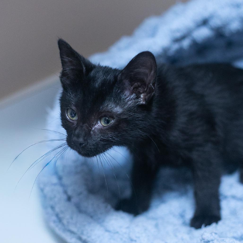 Alora, a Adoptable Domestic Short Hair in Ponte Vedra, FL image 4/4
