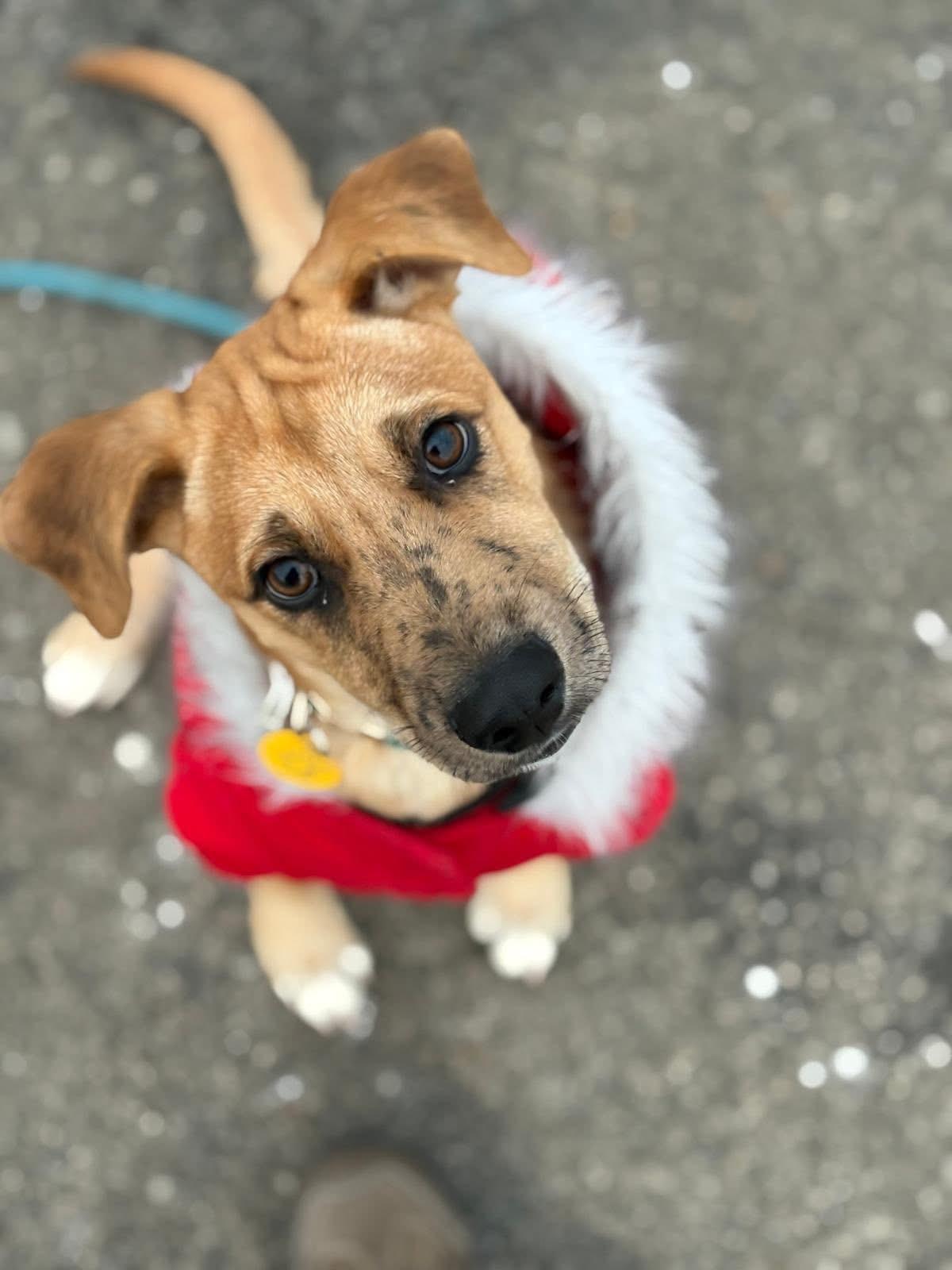 Enlarge Sanders, an adopted mixed breed in Dunnville, ON image 1/3