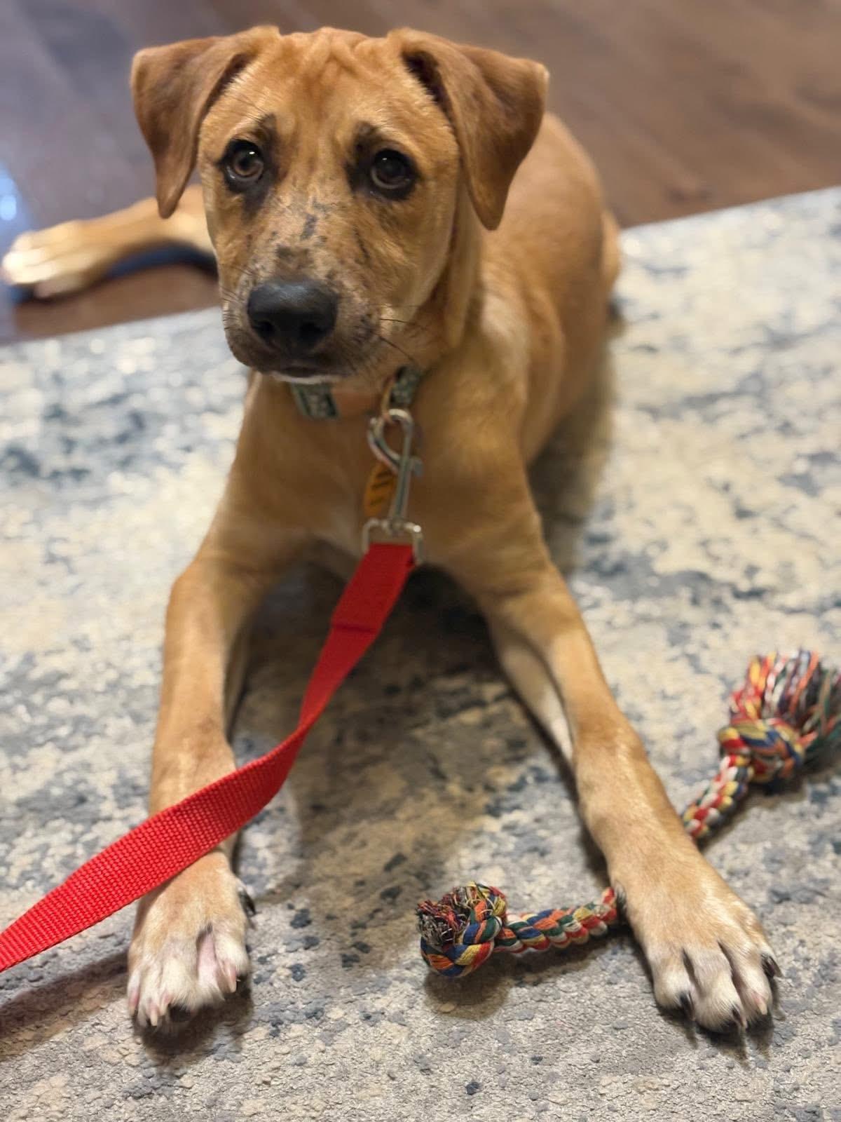 Enlarge Sanders, an adopted mixed breed in Dunnville, ON image 2/3