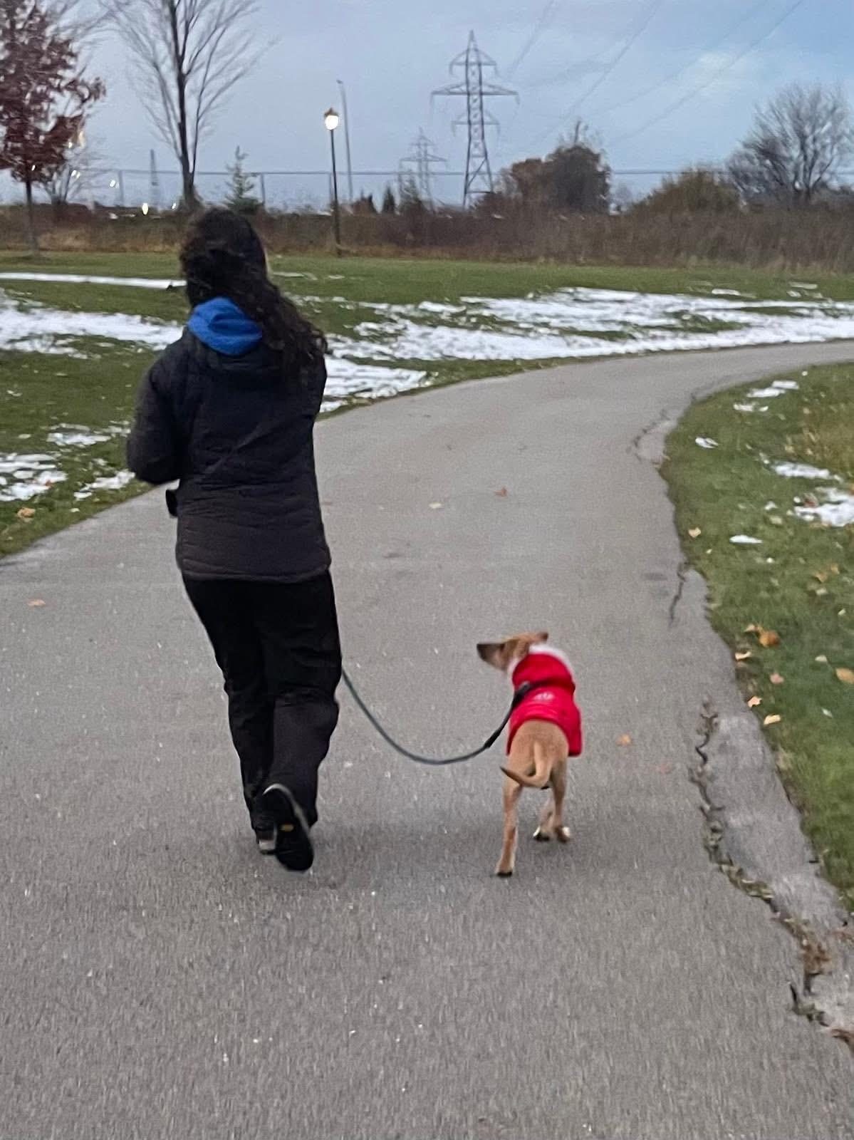 Enlarge Sanders, an adopted mixed breed in Dunnville, ON image 3/3