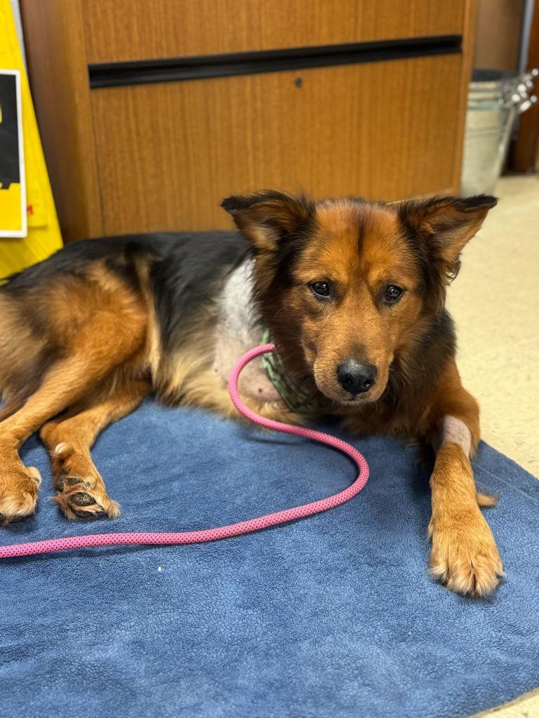 Enlarge King Scar, a Adopted mixed breed in Chillicothe, OH image 1/1