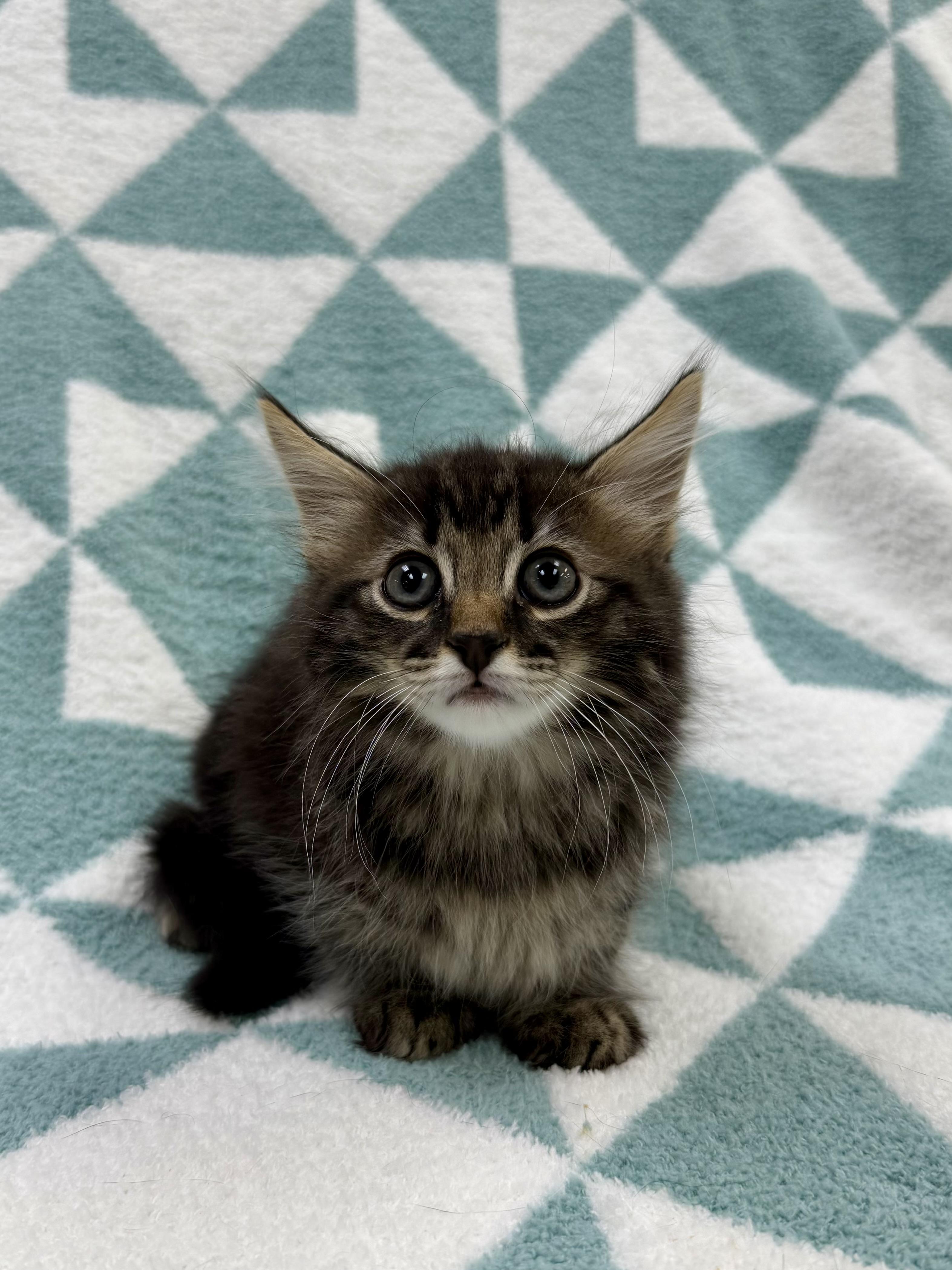 Aster, Adoptable, Kitten Male Domestic Long Hair.