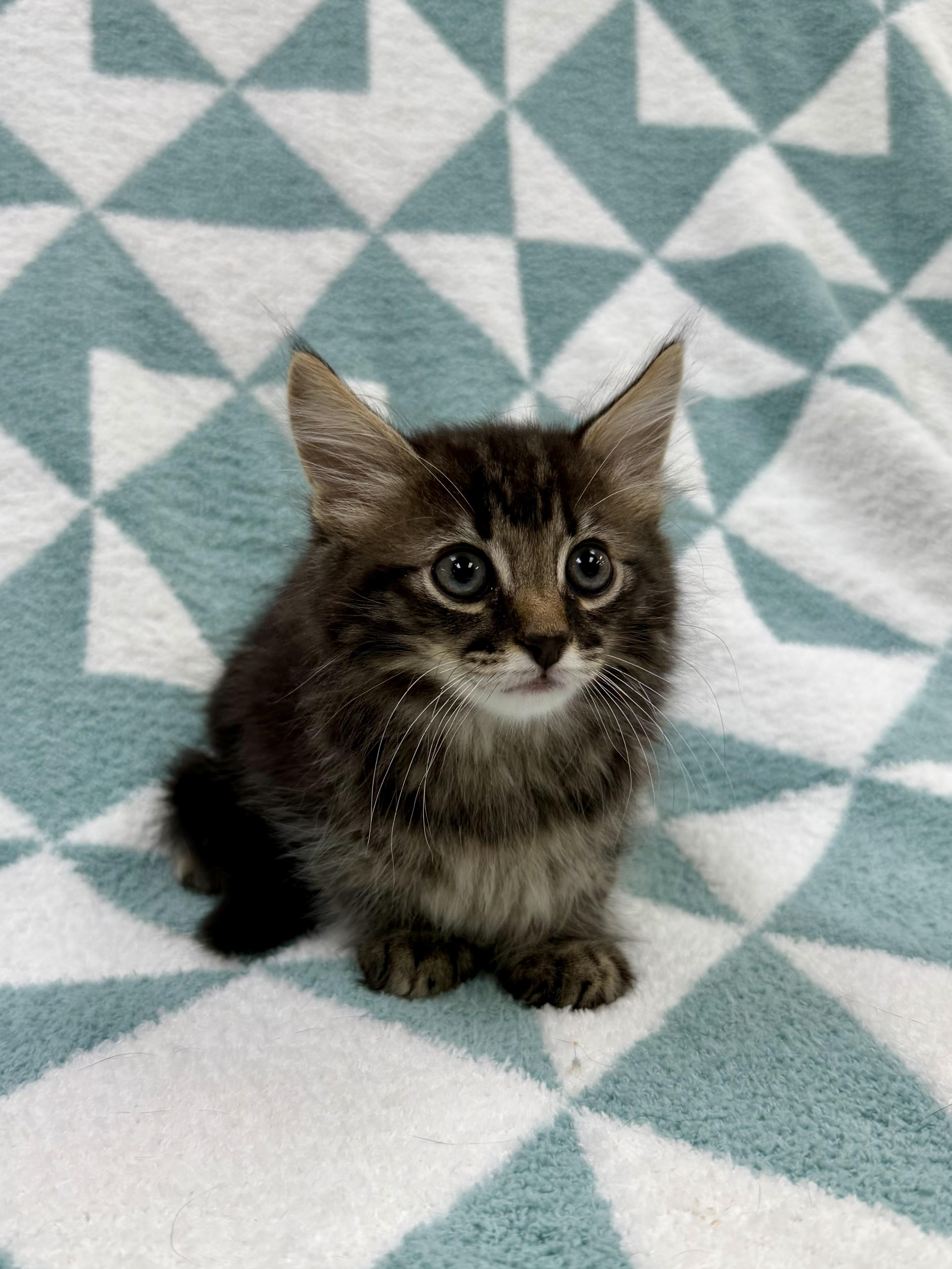 Aster, a Adoptable Domestic Long Hair in Columbus, OH image 4/4