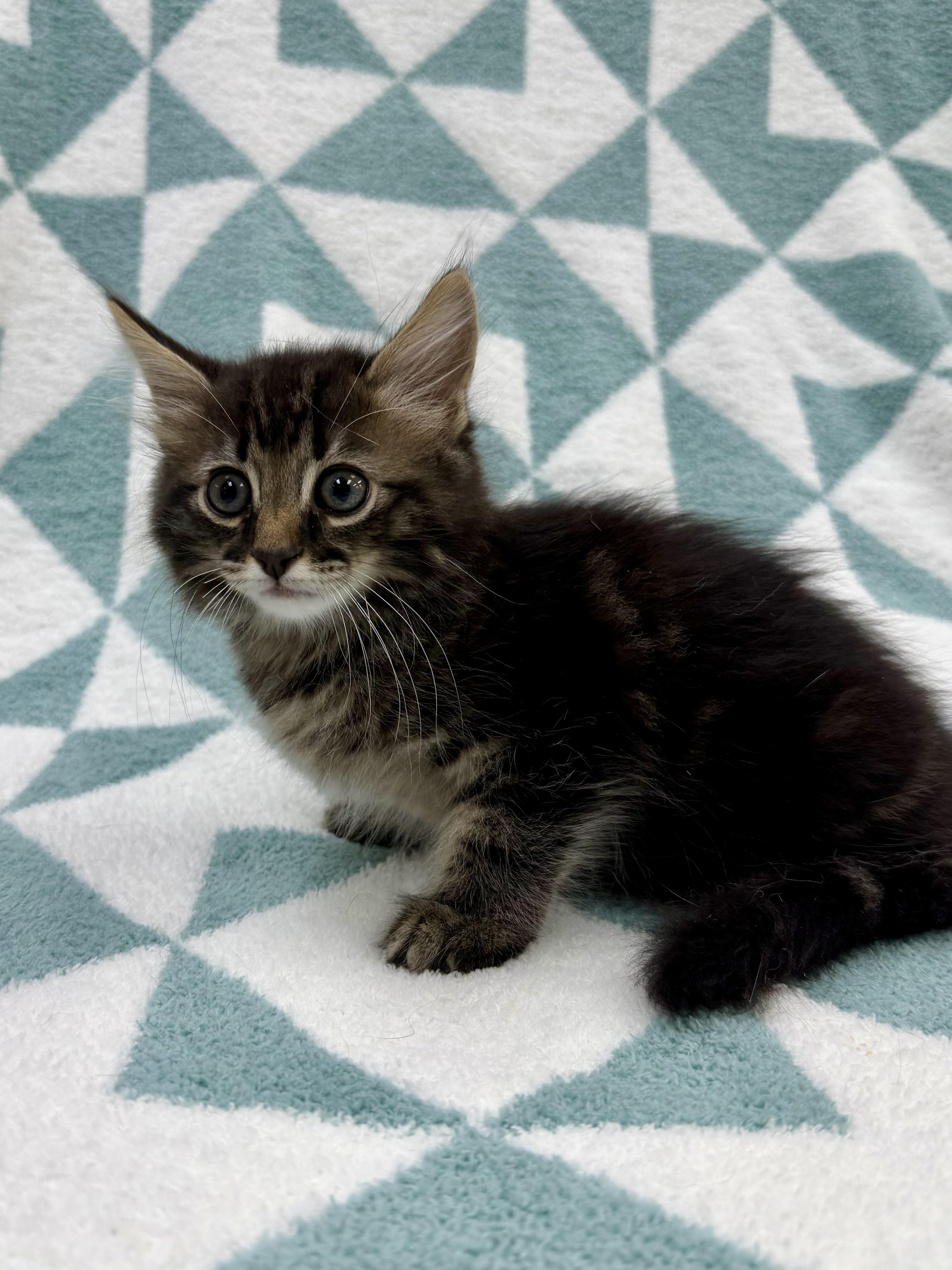 Aster, a Adoptable Domestic Long Hair in Columbus, OH image 2/4
