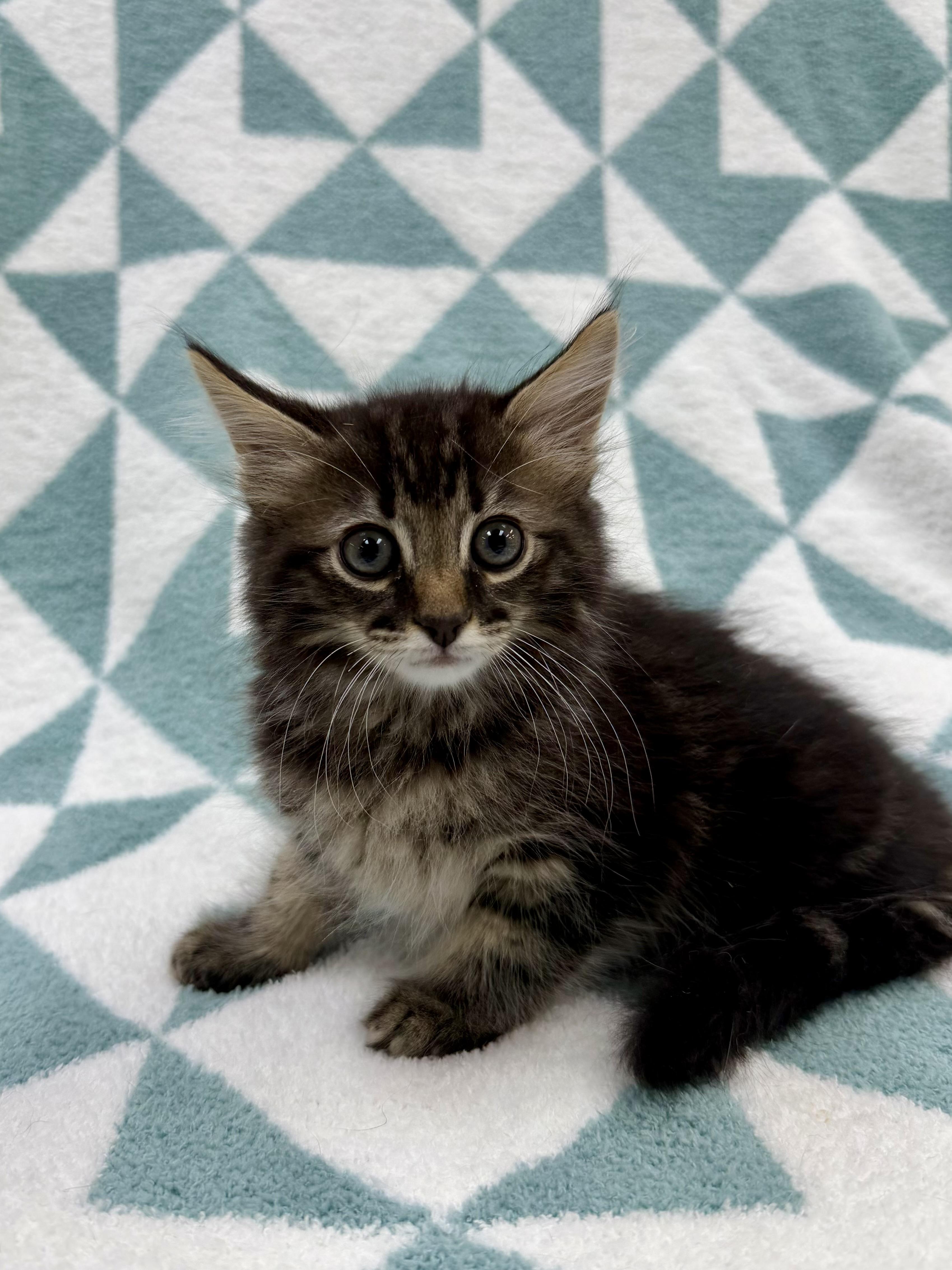 Aster, a Adoptable Domestic Long Hair in Columbus, OH image 3/4