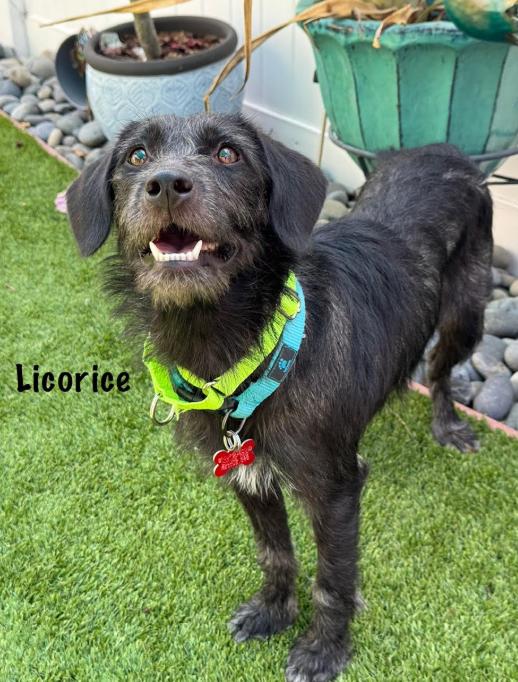 Licorice, Adoptable, Young Female Terrier.