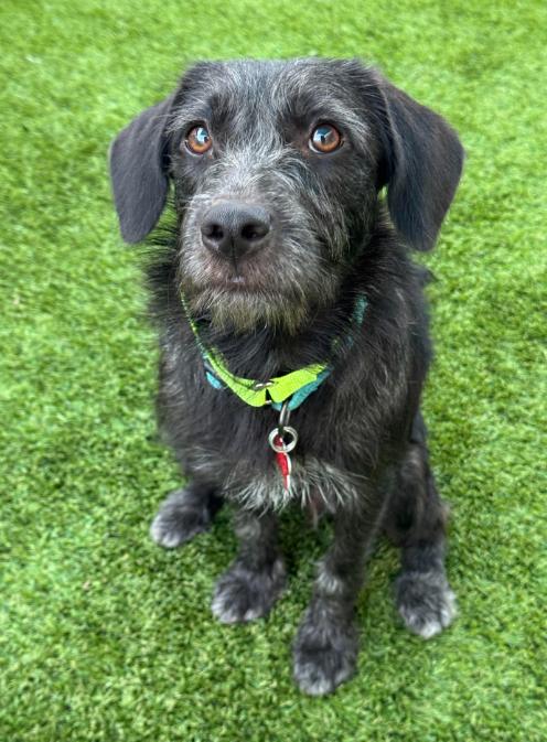 Licorice, a Adoptable Terrier in San Diego, CA image 2/3