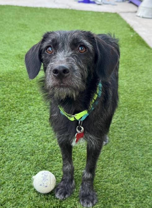 Licorice, a Adoptable Terrier in San Diego, CA image 3/3