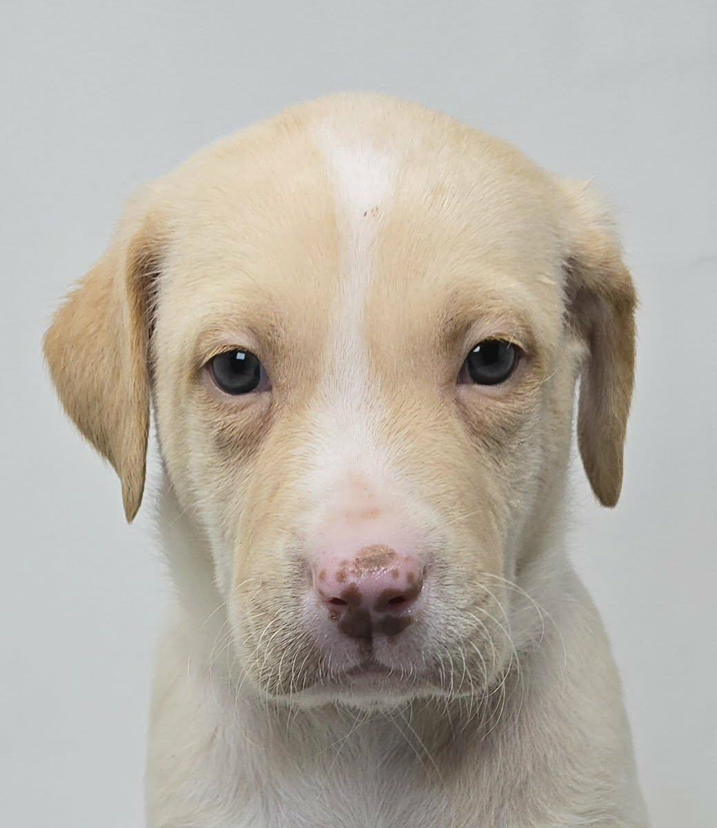 Nickel, Adoptable, Puppy Male Labrador Retriever & Australian Shepherd.