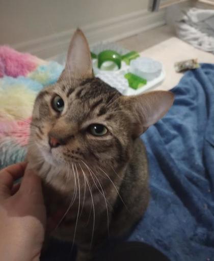 Kulit, a ADOPTABLE Domestic Short Hair in Toronto, ON image 2/3