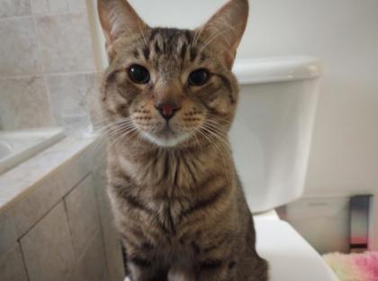 Kulit, a ADOPTABLE Domestic Short Hair in Toronto, ON image 1/3