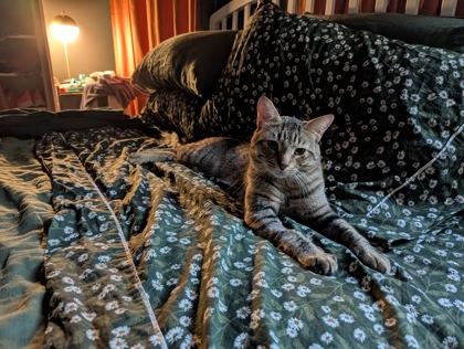 Kulit, a ADOPTABLE Domestic Short Hair in Toronto, ON image 3/3