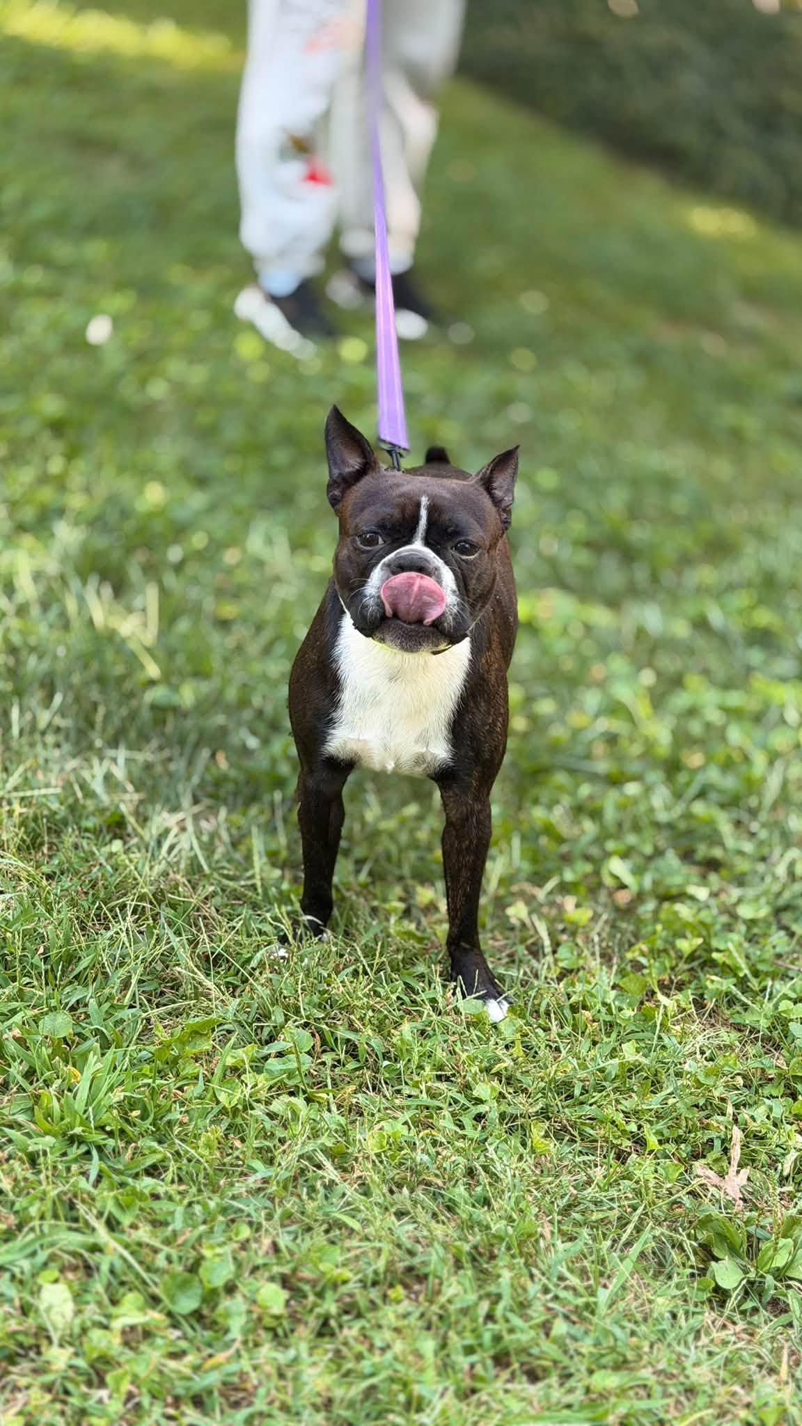 Enlarge Fozzi, a Adoptable Boston Terrier in Knoxville, TN image 3/3