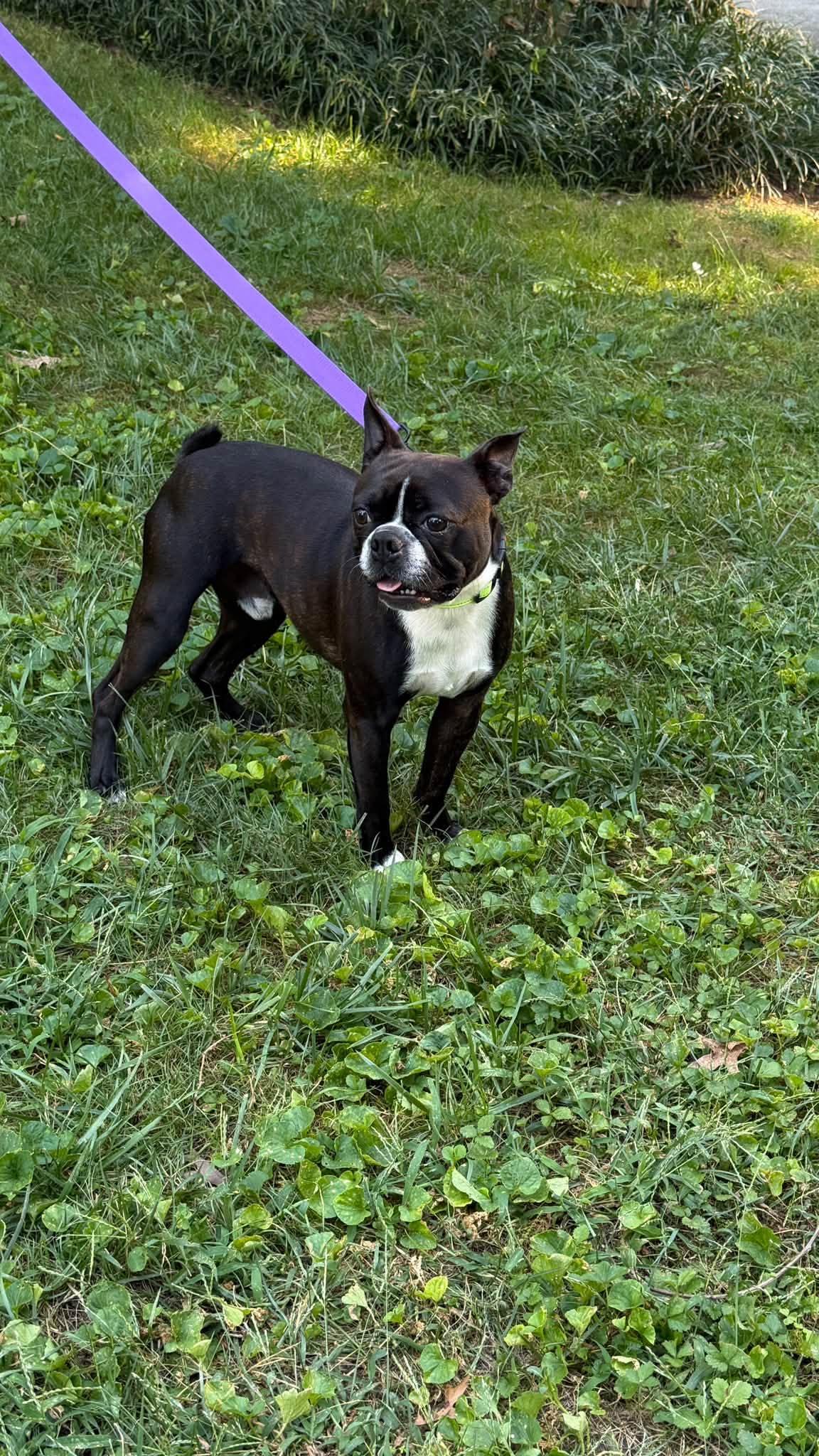 Enlarge Fozzi, a Adoptable Boston Terrier in Knoxville, TN image 2/3