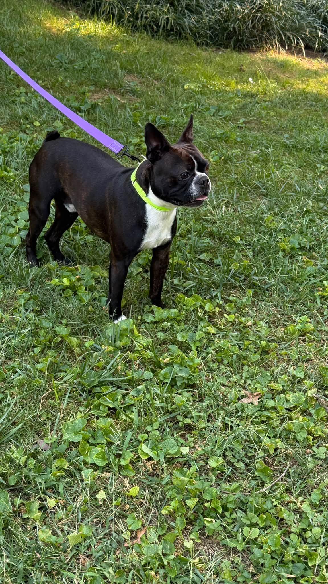 Enlarge Fozzi, a Adoptable Boston Terrier in Knoxville, TN image 1/3
