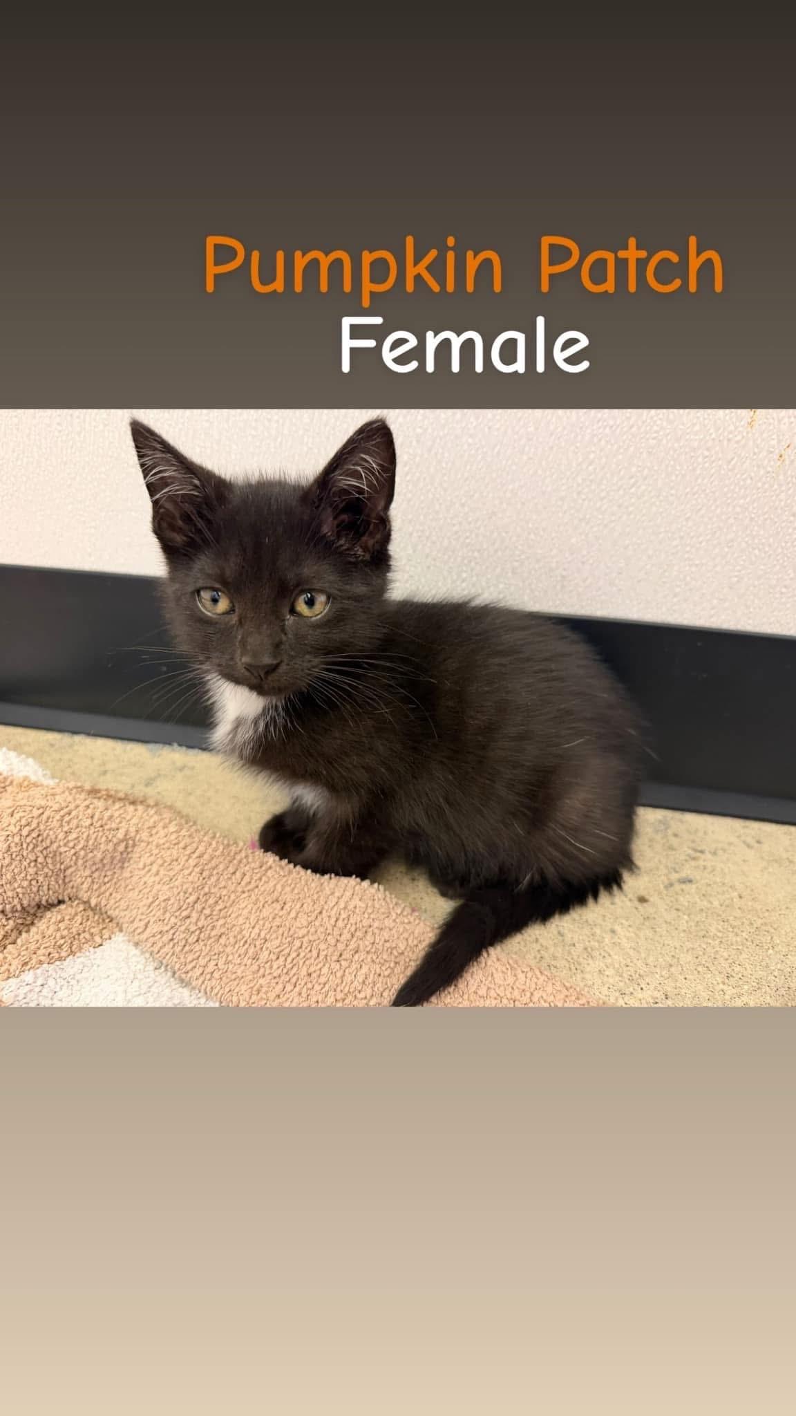 Pumpkin Patch, Adoptable, Kitten Female Domestic Short Hair.