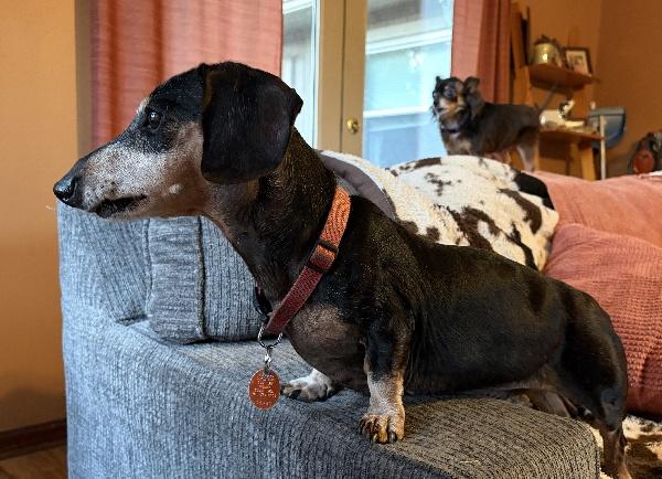 Enlarge Mack, a Adopted Dachshund in Aurora, IL image 2/2