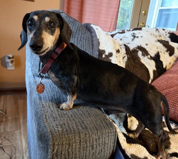 Mack, Adopted, Senior Male Dachshund.