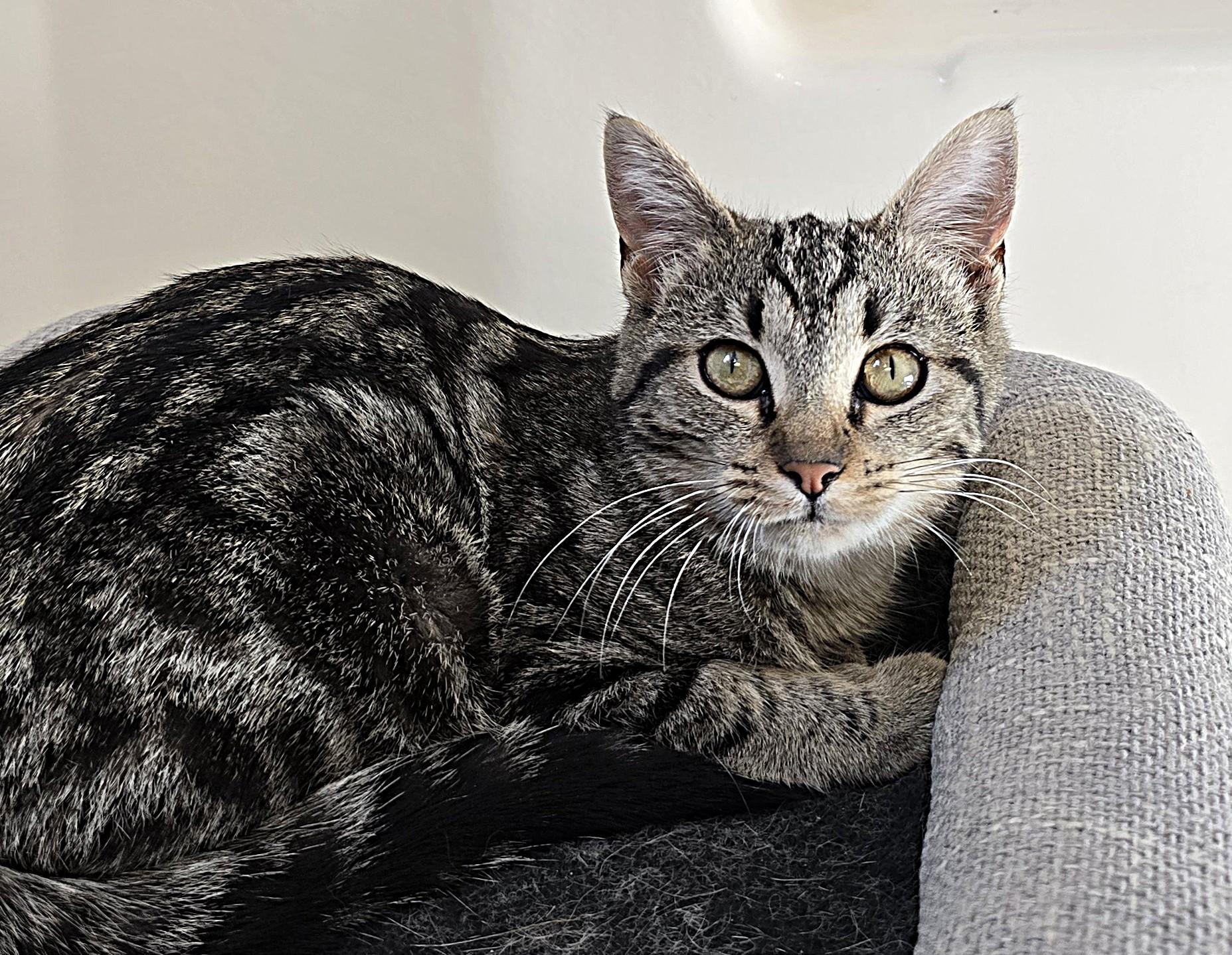 Lala, ADOPTABLE, Kitten Female Domestic Short Hair.