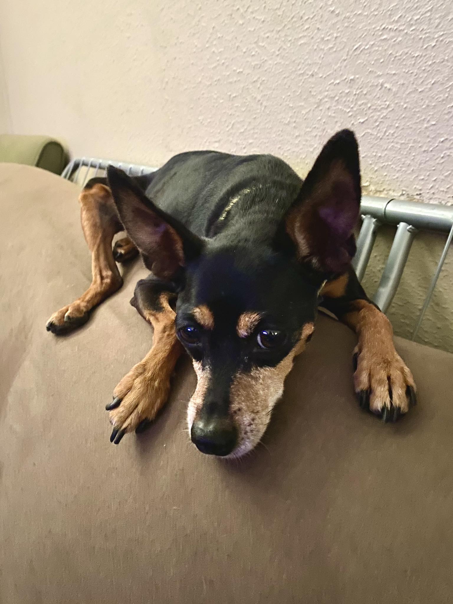 Enlarge Grace, a ADOPTABLE mixed breed in Houston, TX image 3/3