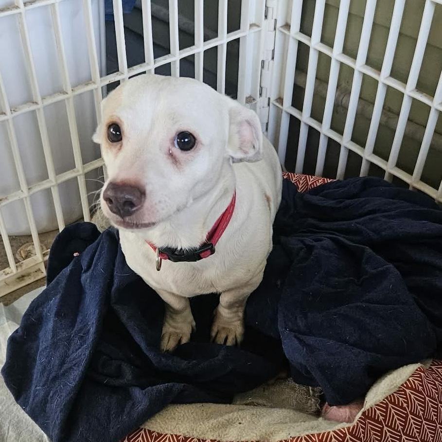 Poochie, adopted, Young Male Chihuahua.