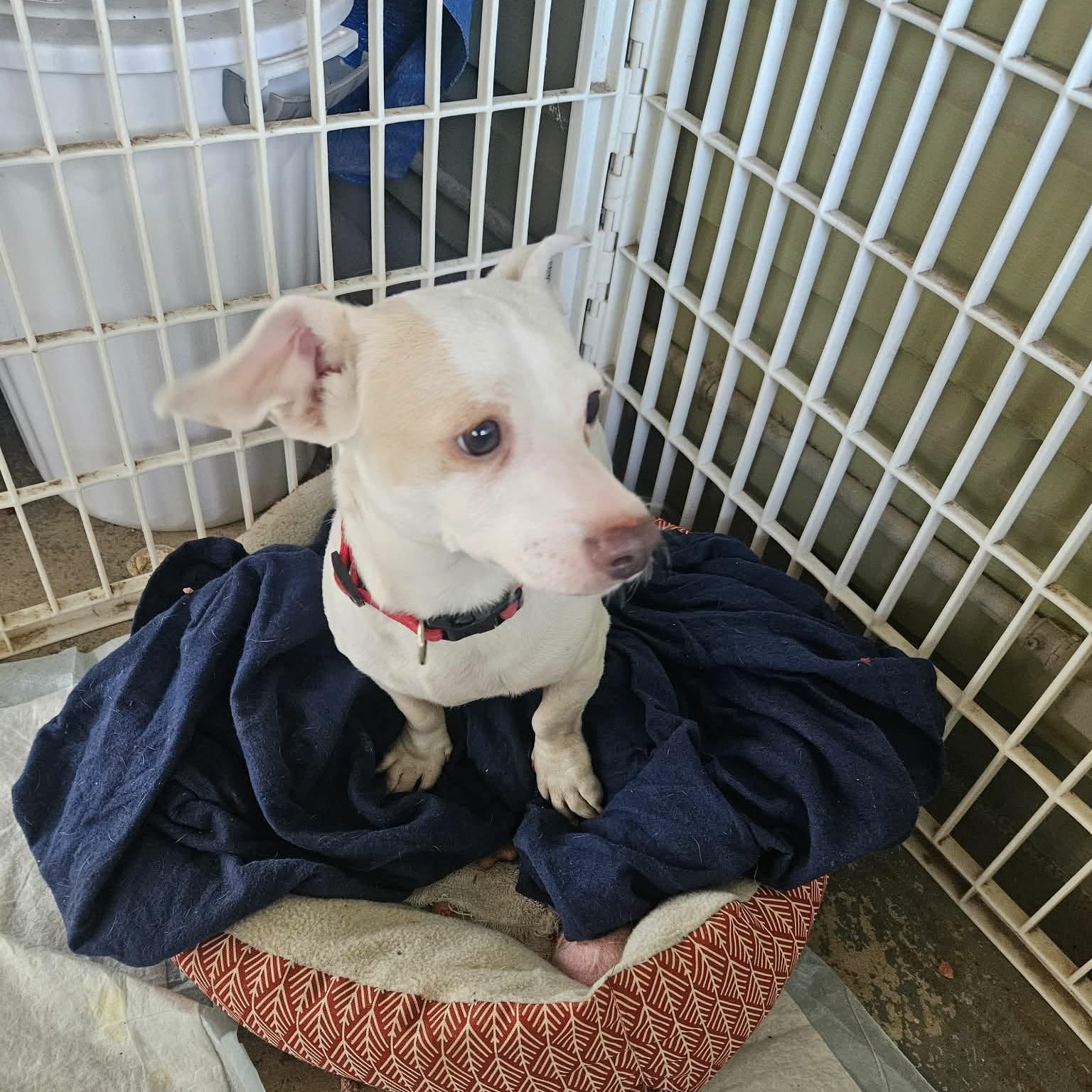Enlarge Poochie, an adopted mixed breed in Paramus, NJ image 2/6