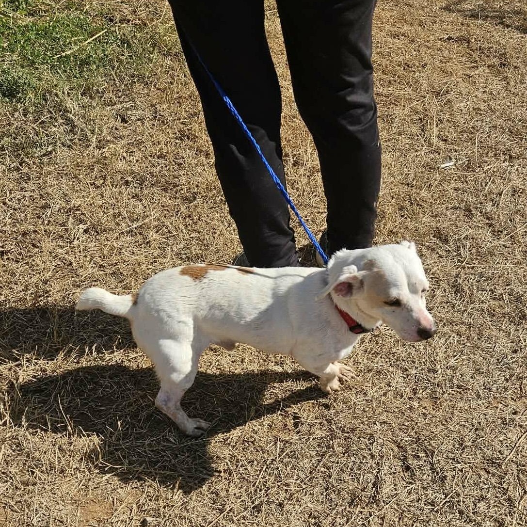 Enlarge Poochie, an adopted mixed breed in Paramus, NJ image 3/6