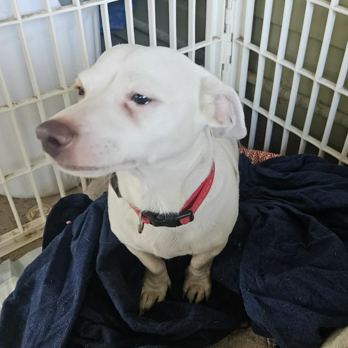 Enlarge Poochie, an adopted mixed breed in Paramus, NJ image 5/6