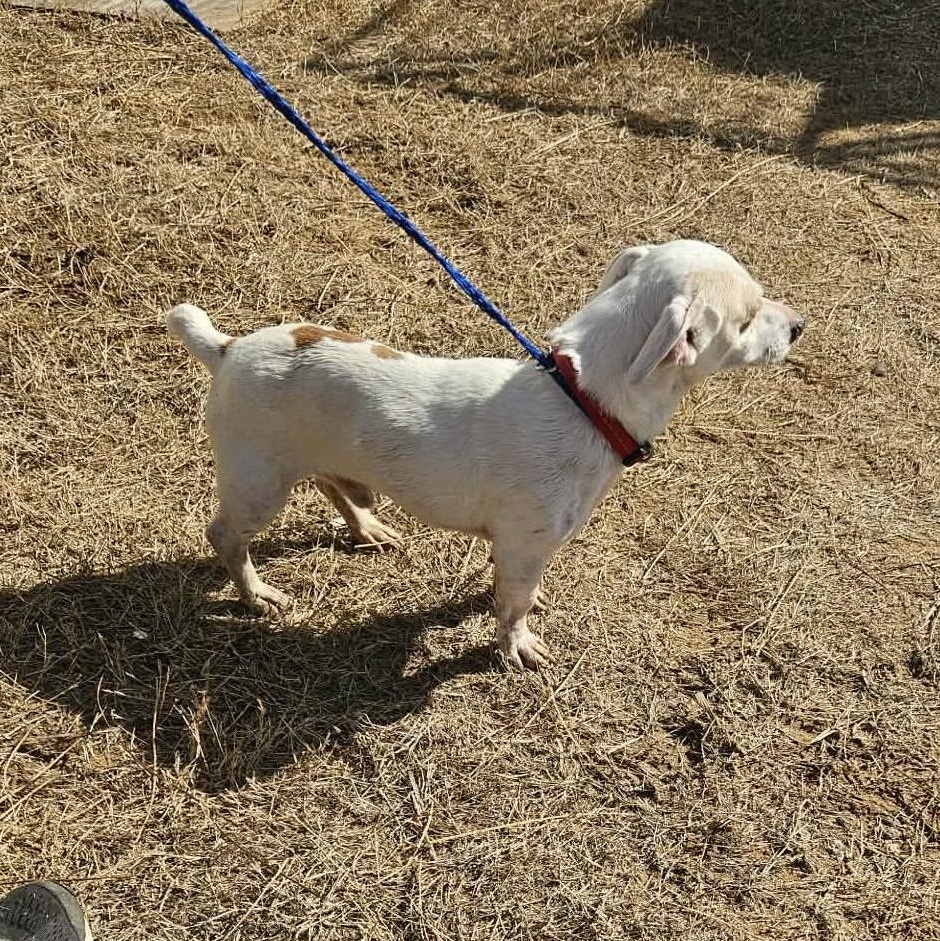Enlarge Poochie, an adopted mixed breed in Paramus, NJ image 4/6