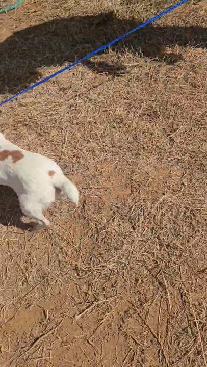 Enlarge Poochie, an adopted mixed breed in Paramus, NJ video 6/6