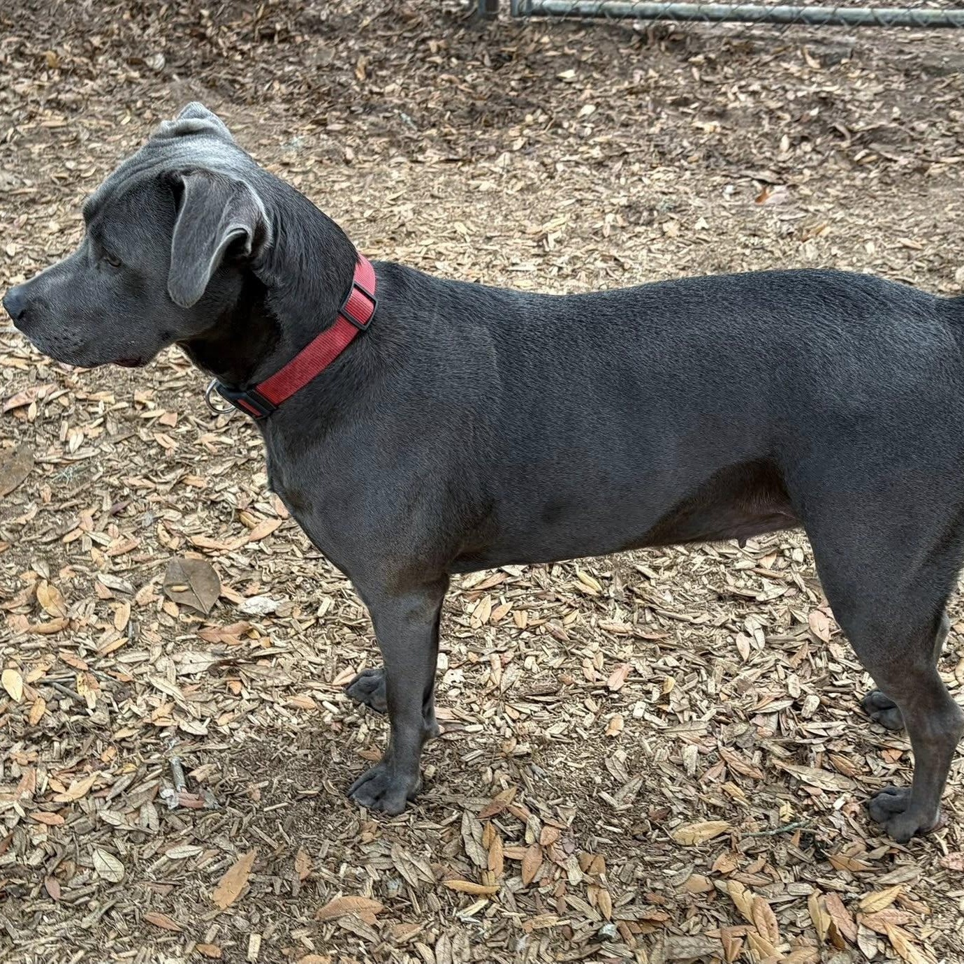 Enlarge Bree, a ADOPTABLE mixed breed in St. Augustine, FL image 2/2