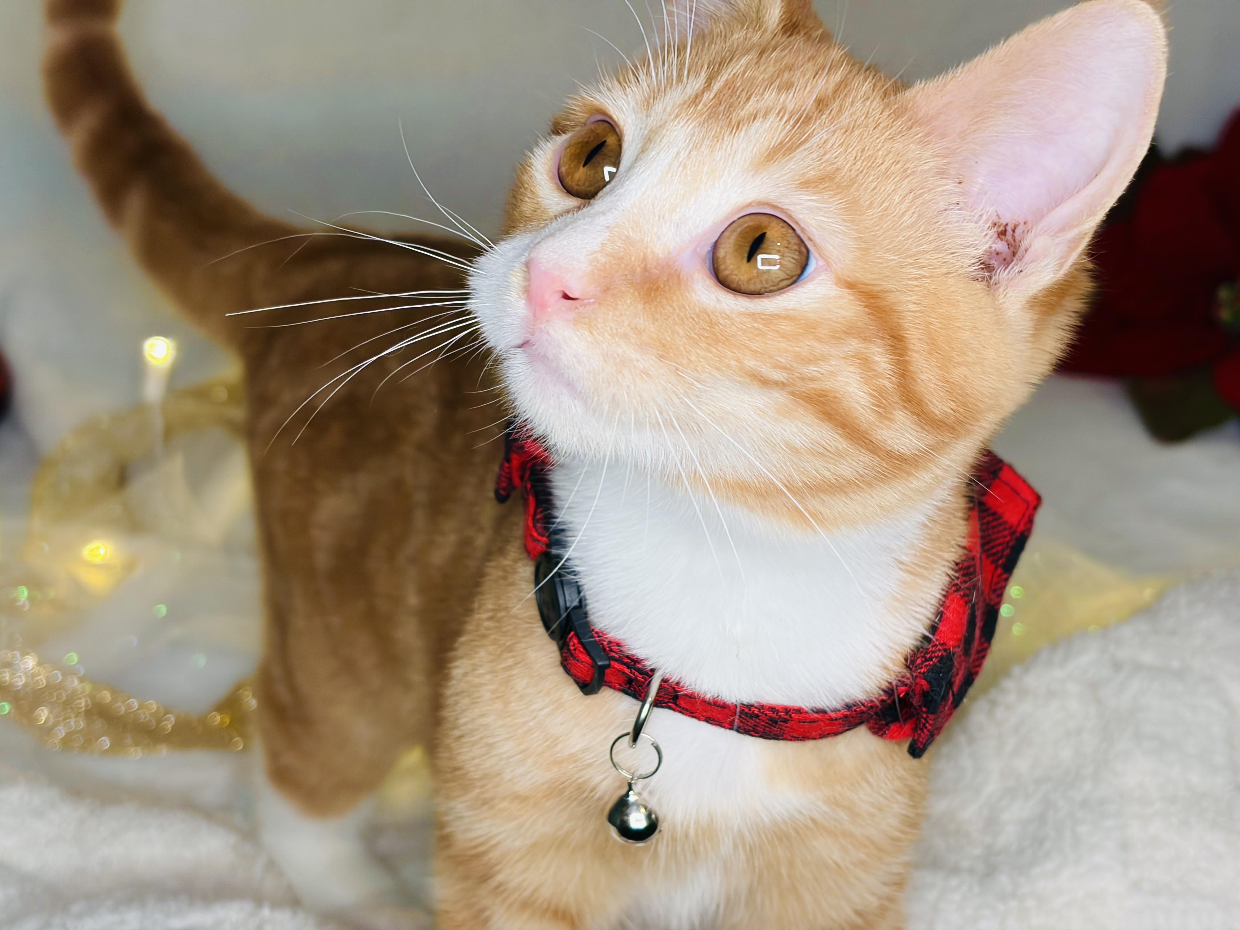 Enlarge Sweet P & Nuka, a Adoptable Domestic Short Hair in Hartford, CT image 4/6