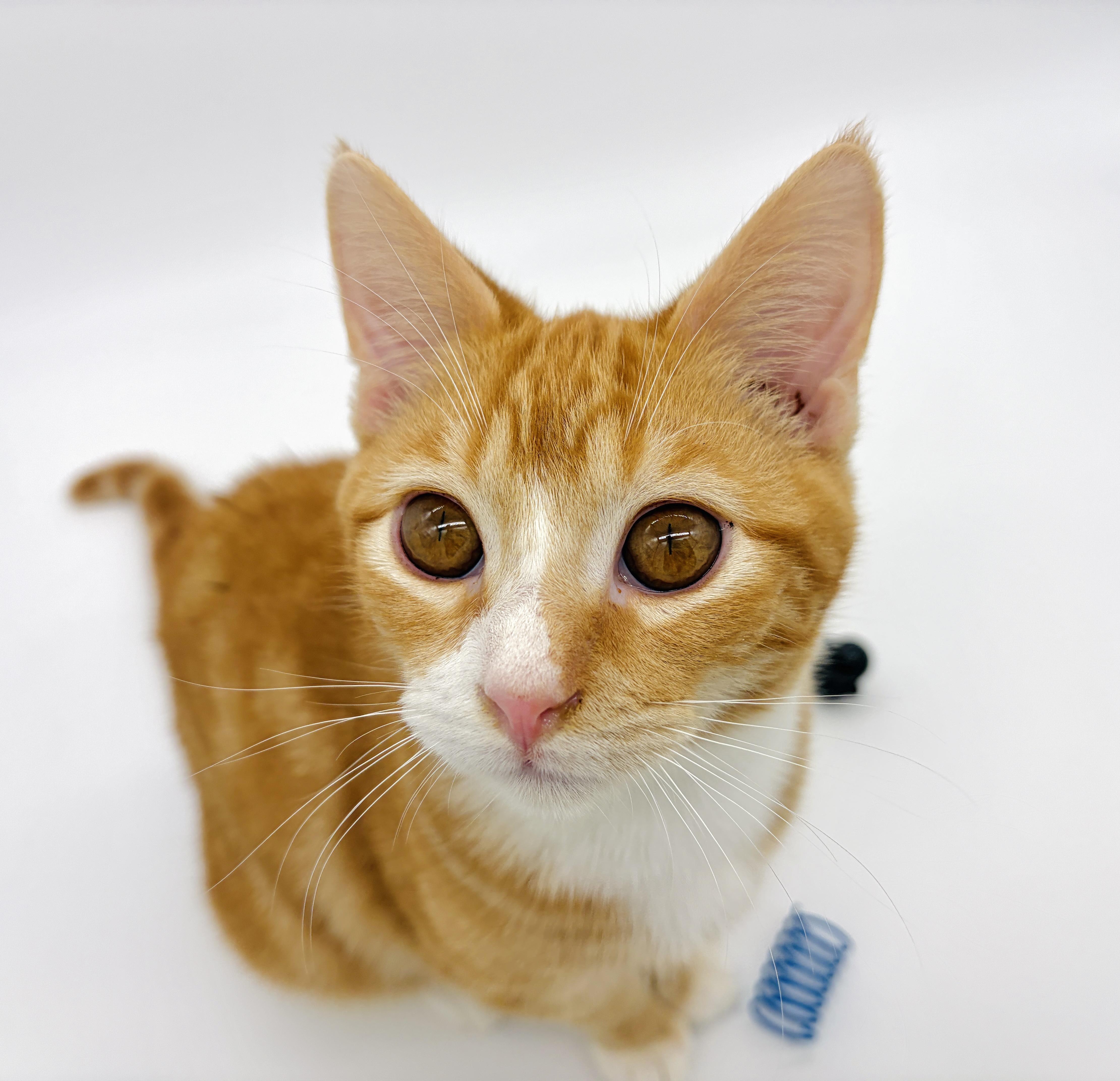 Sweet P & Nuka, Adoptable, Kitten Male Domestic Short Hair.