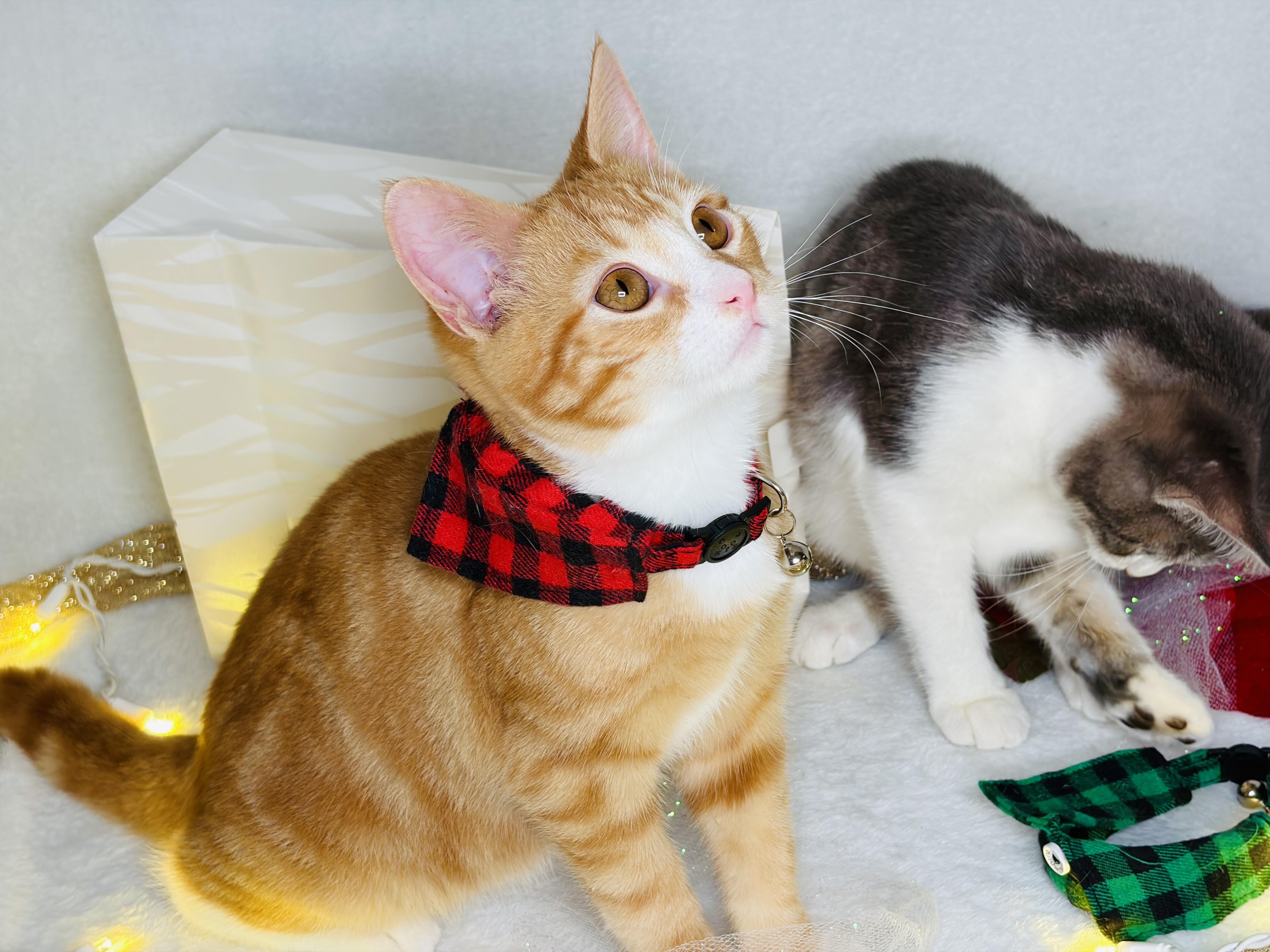 Sweet P & Nuka, Adoptable, Kitten Male Domestic Short Hair.