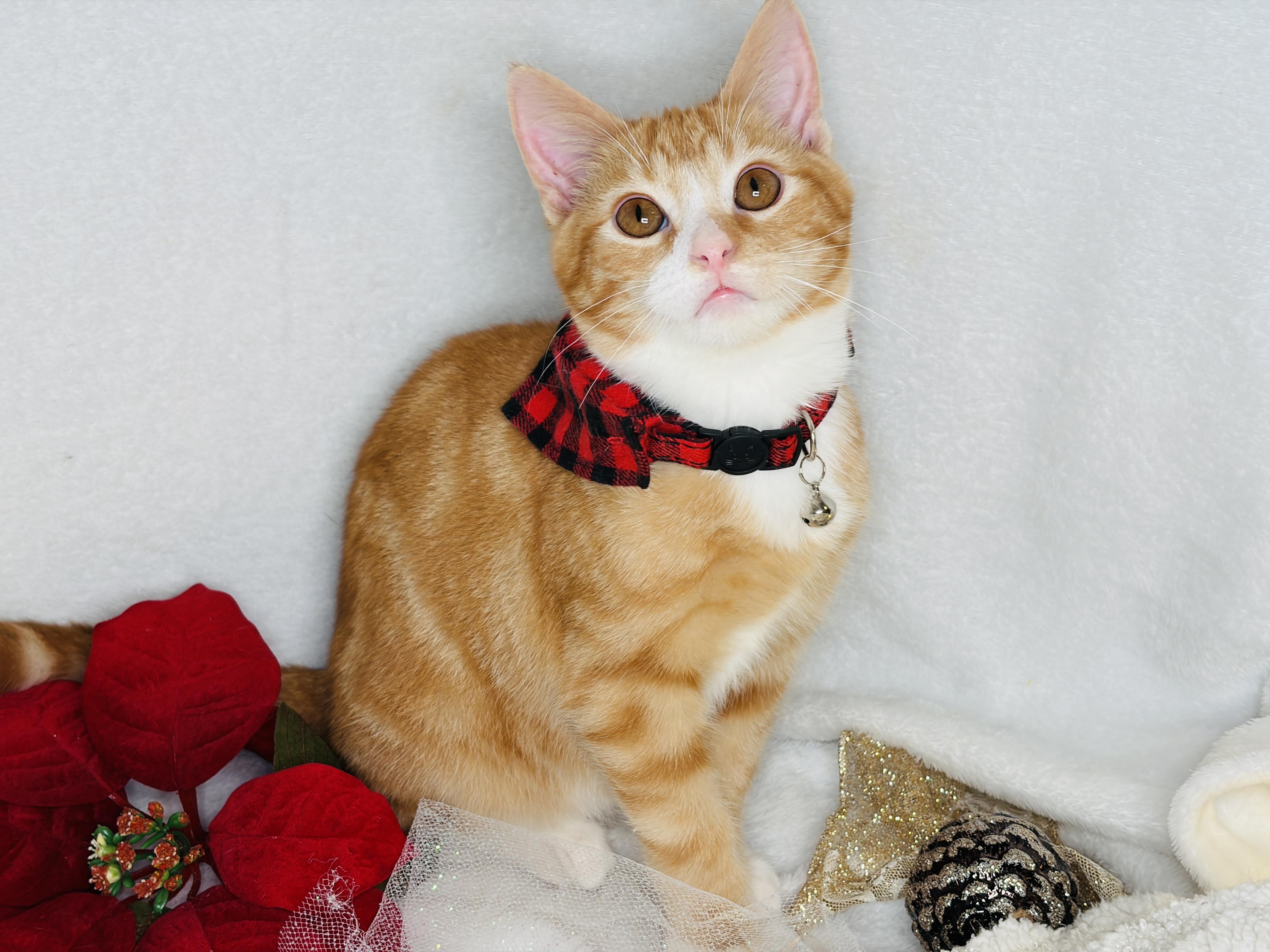 Enlarge Sweet P & Nuka, a Adoptable Domestic Short Hair in Hartford, CT image 3/6