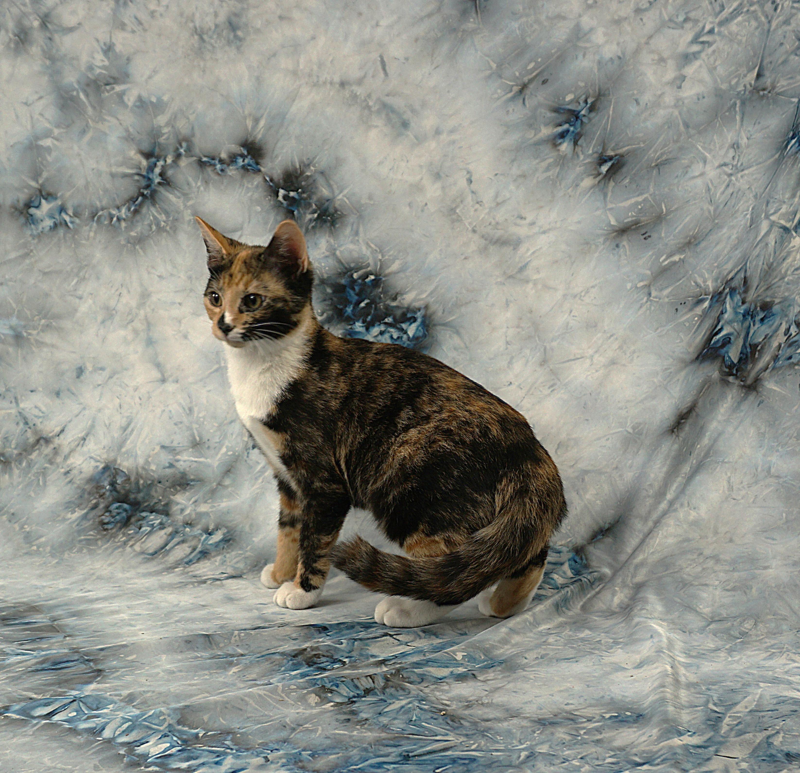 Enlarge ALYSSA - WAITING FOR YOU, a ADOPTABLE Domestic Short Hair in Plano, TX image 2/6