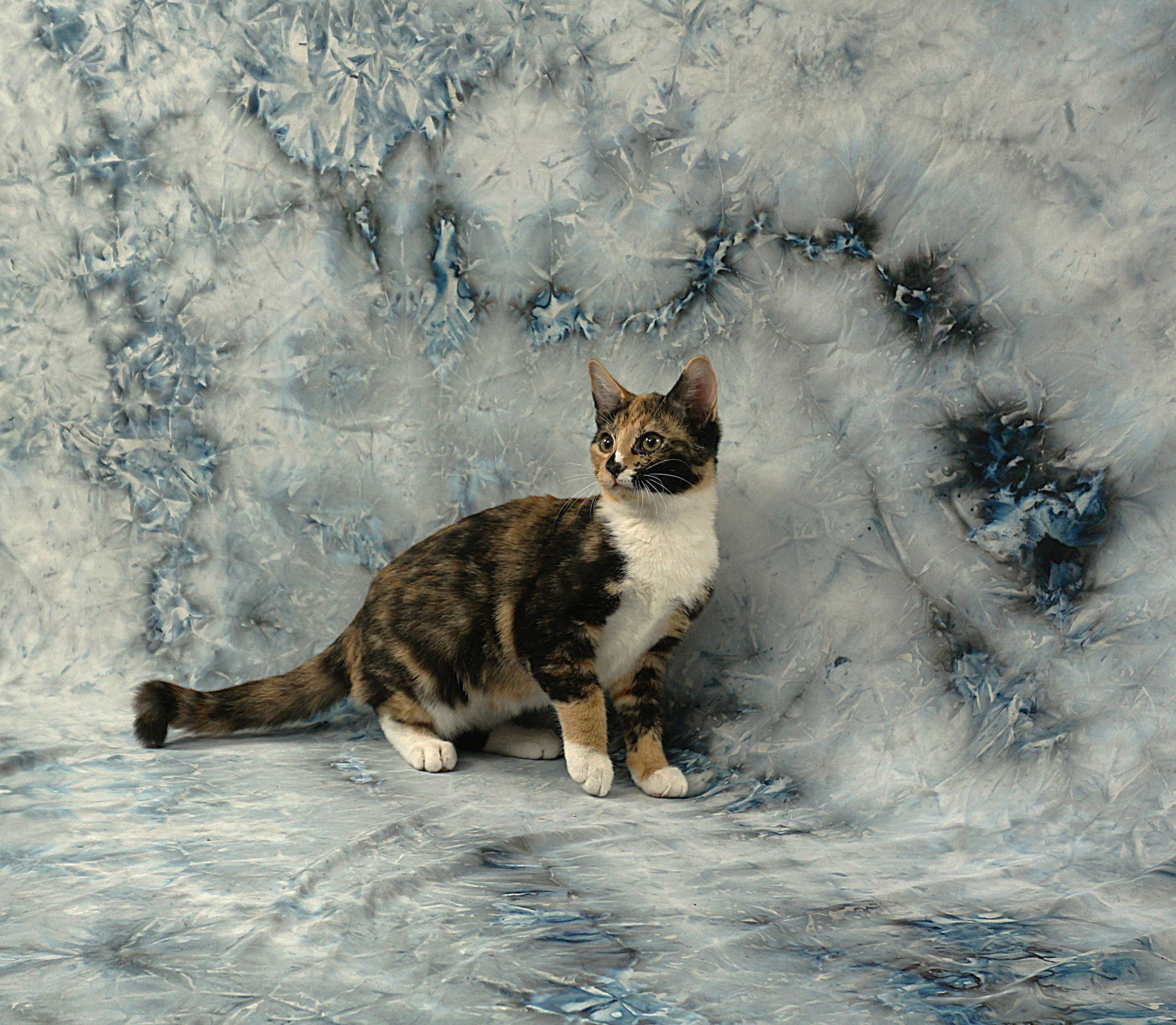 Enlarge ALYSSA - WAITING FOR YOU, a ADOPTABLE Domestic Short Hair in Plano, TX image 4/6