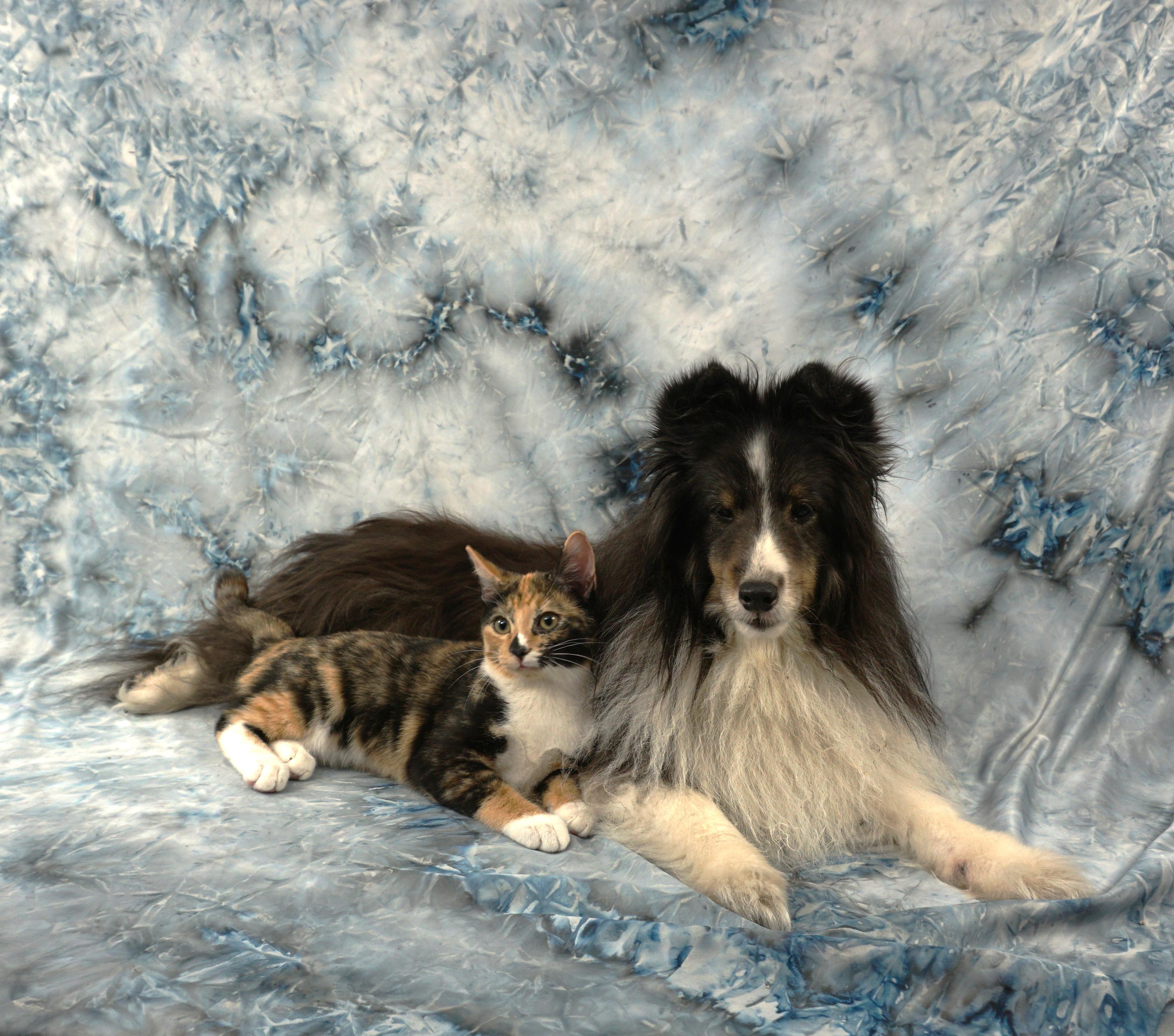 Enlarge ALYSSA - WAITING FOR YOU, a ADOPTABLE Domestic Short Hair in Plano, TX image 3/6